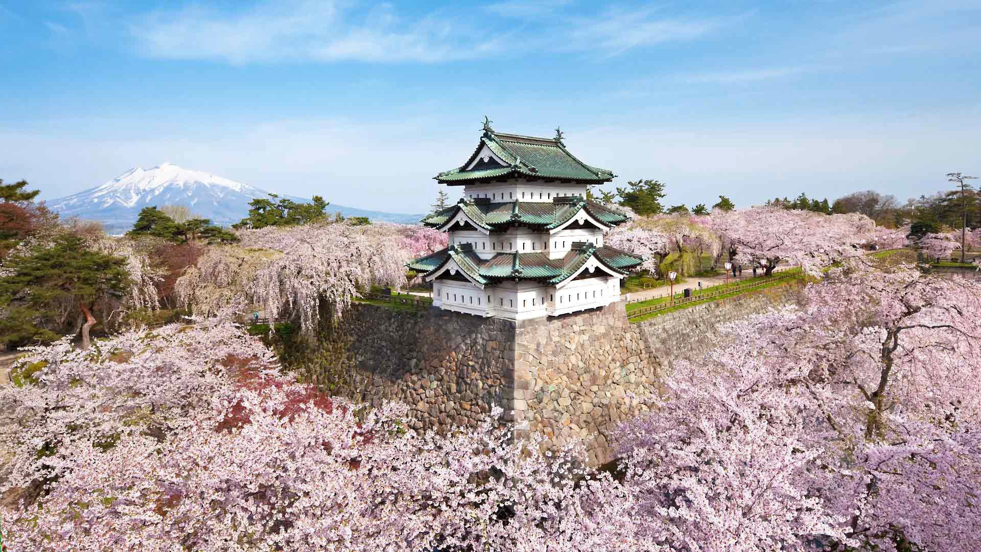 Японский дом на фоне цветущие сакуры