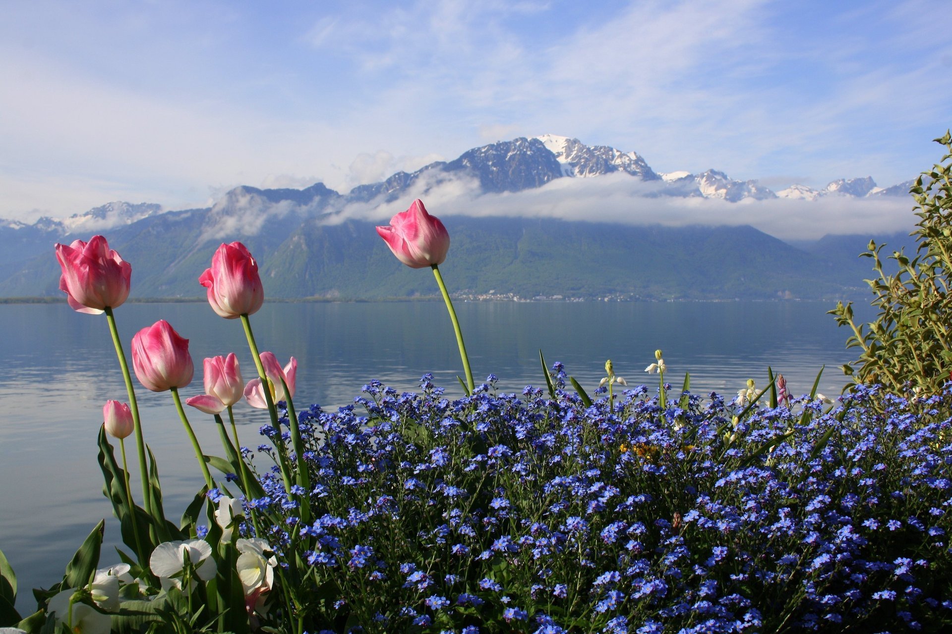 Тюльпаны на фоне горы и озера