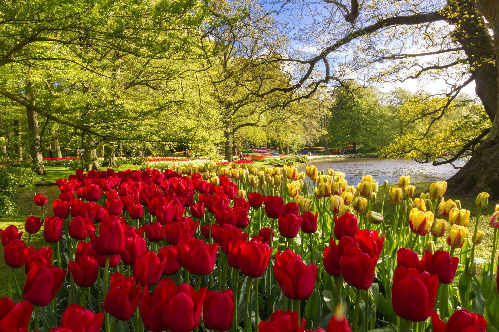 Весна в парке. Желтые и красные тюльпаны