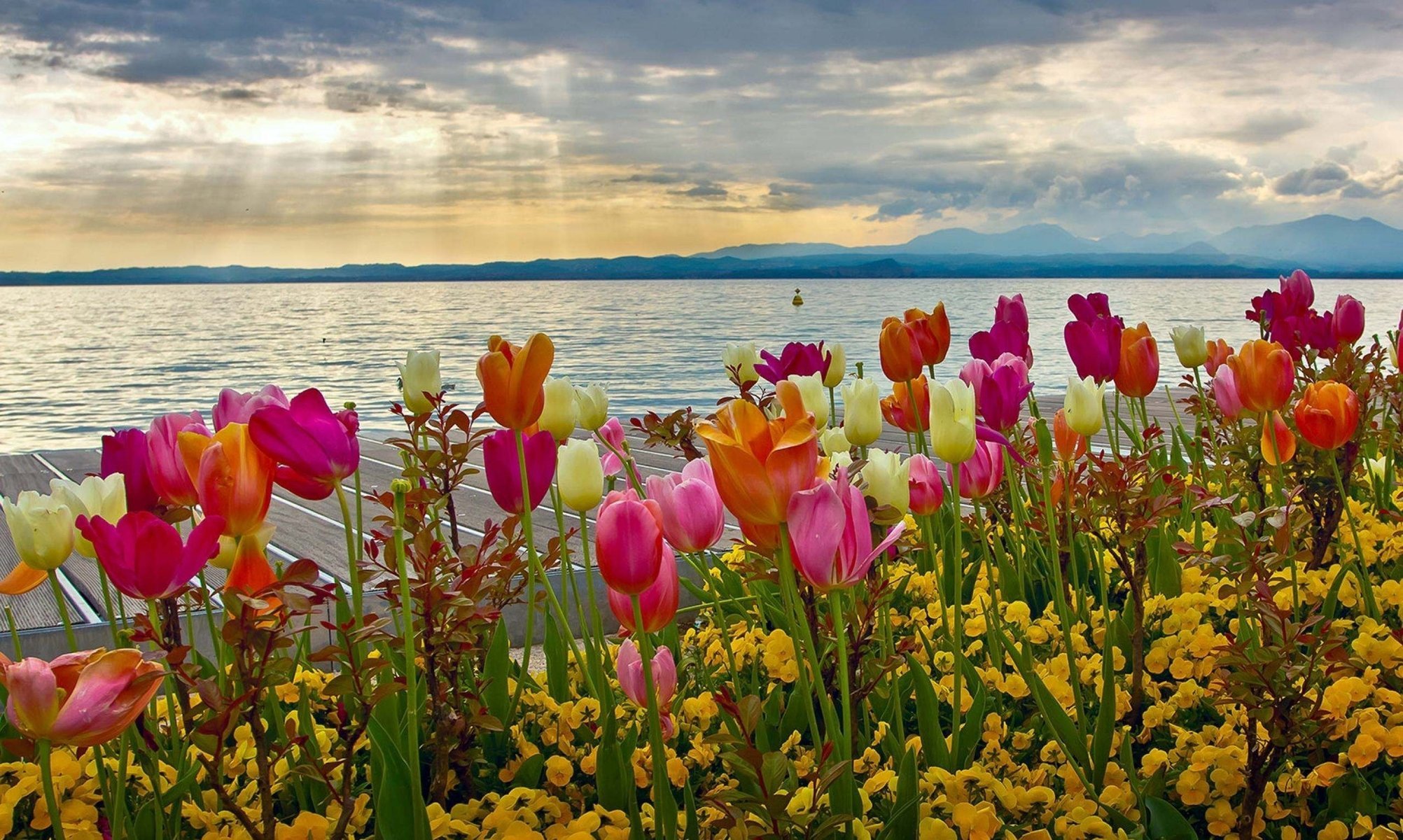 Разноцветные тюльпаны на фоне озера. Рассвет