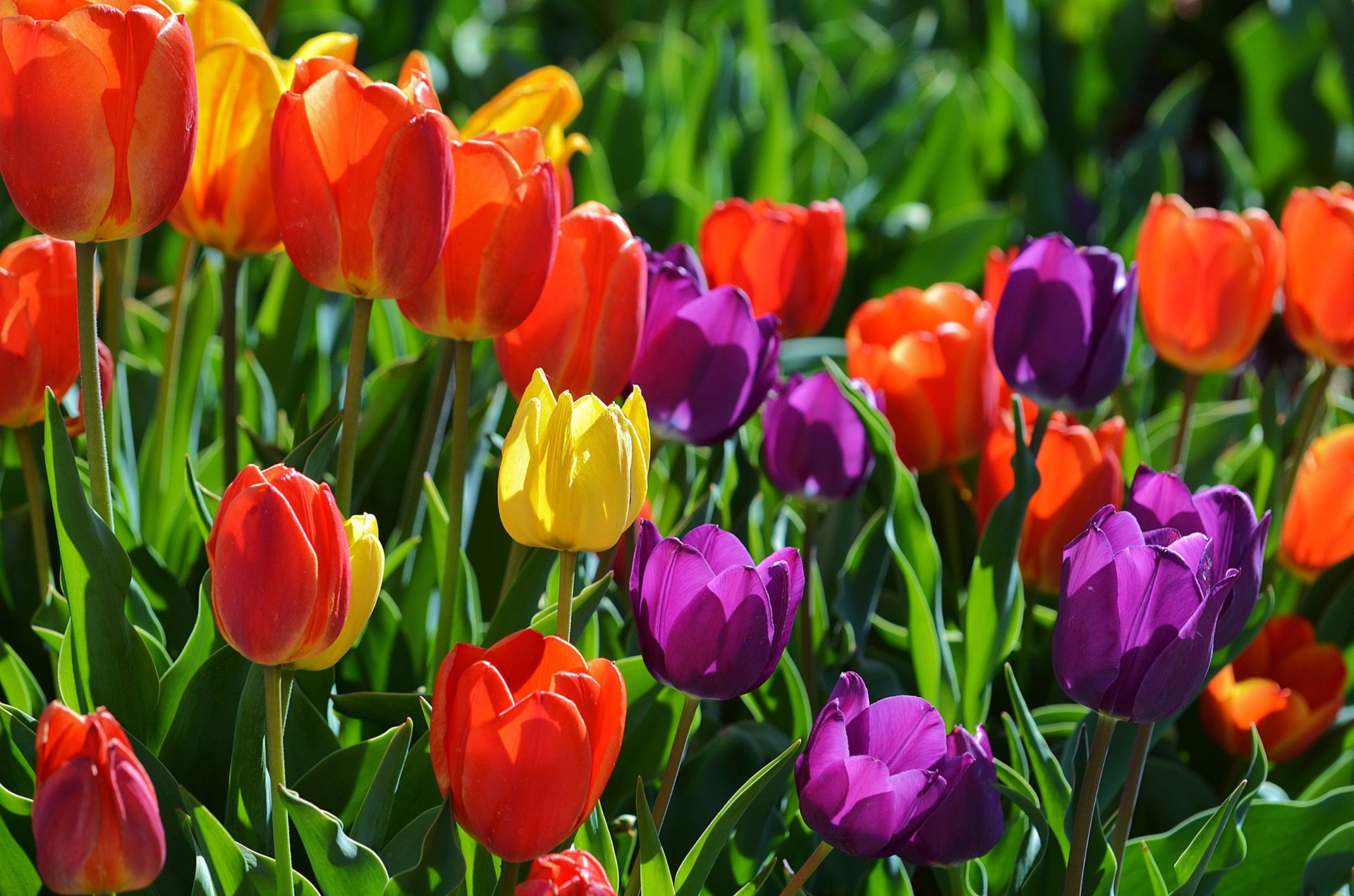 Весна, цветы, разноцветные тюльпаны
