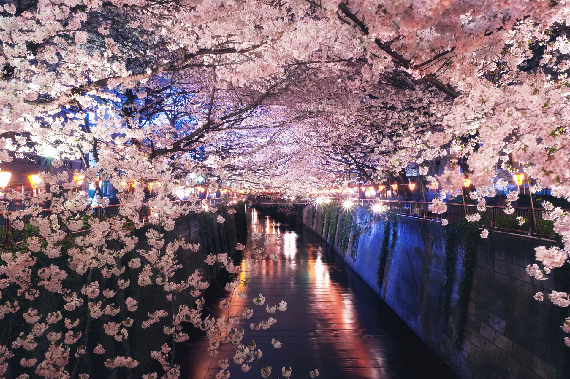 Цветущая сакура ночью над каналом