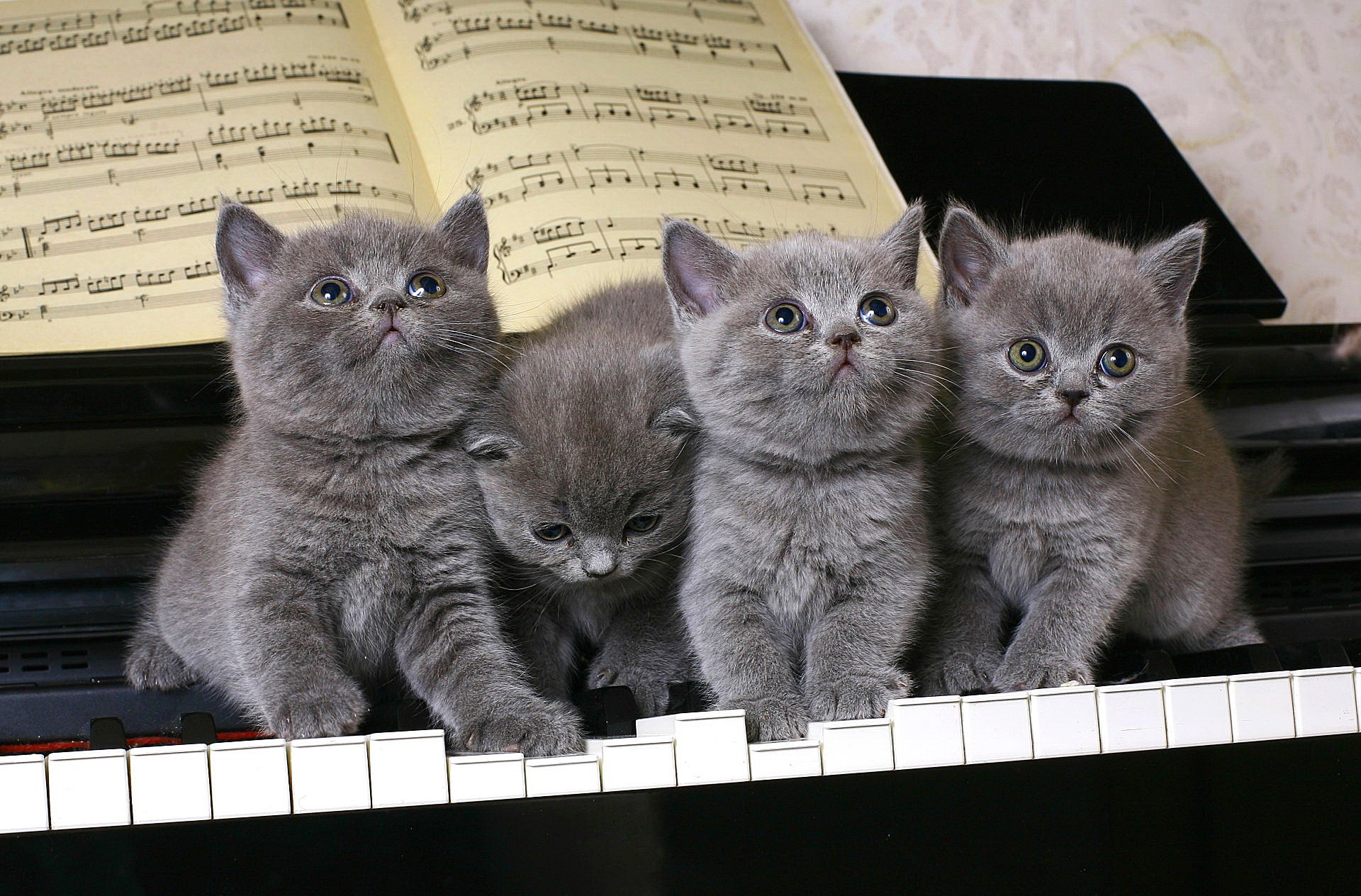Музыкальных кошечек. Котята британцы. Британская кошка котенок. Котята на рабочий стол. Милые британские кошки.