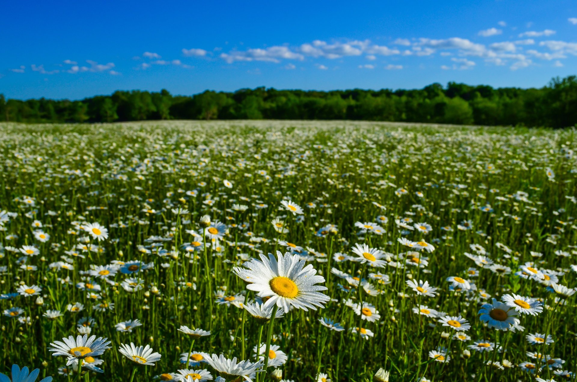 Летом поле из ромашек на фоне голубого неба