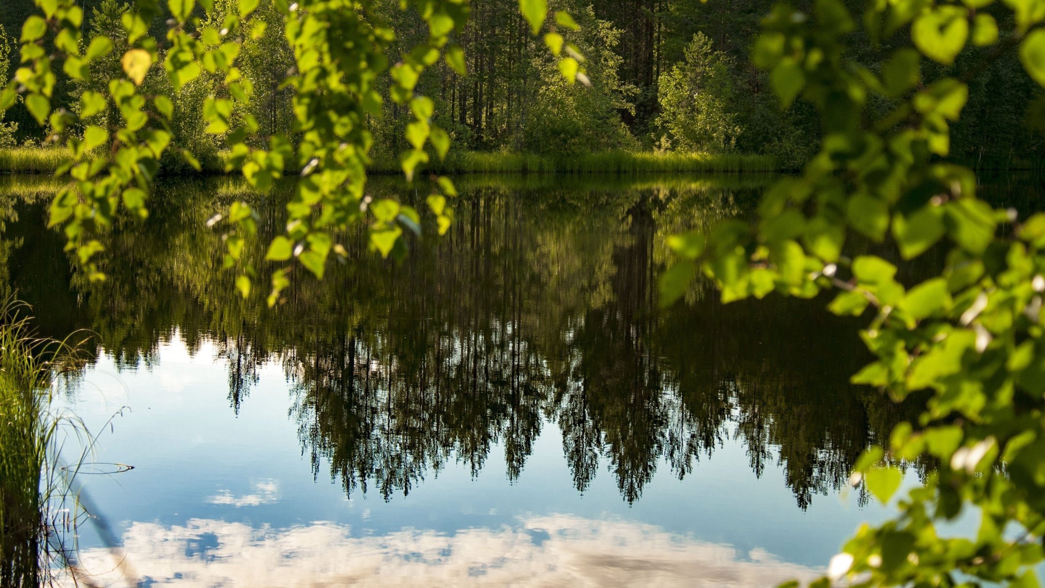 Зеркальное озеро в летнем лесу
