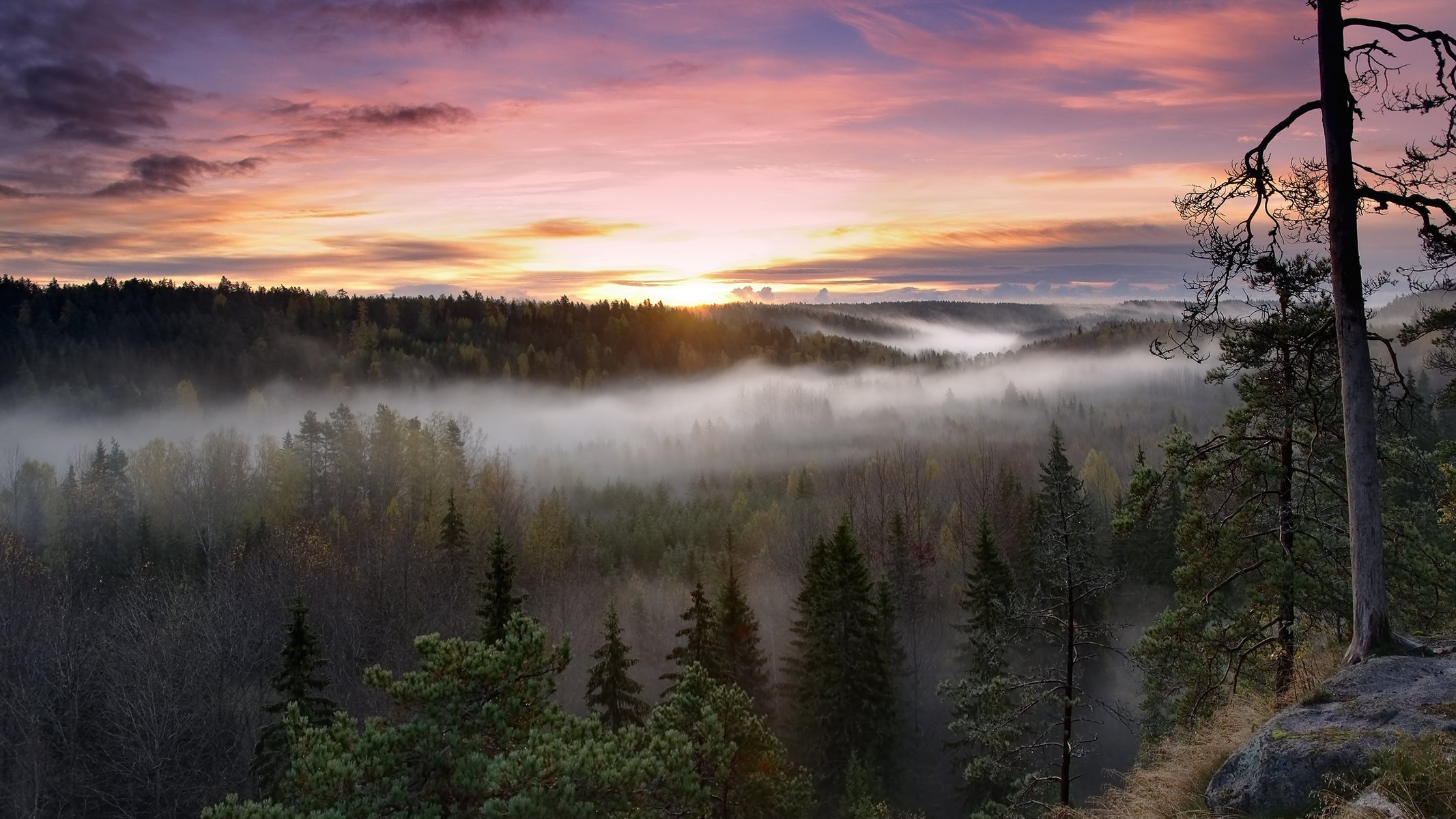 Густой туман над хвойным лесом
