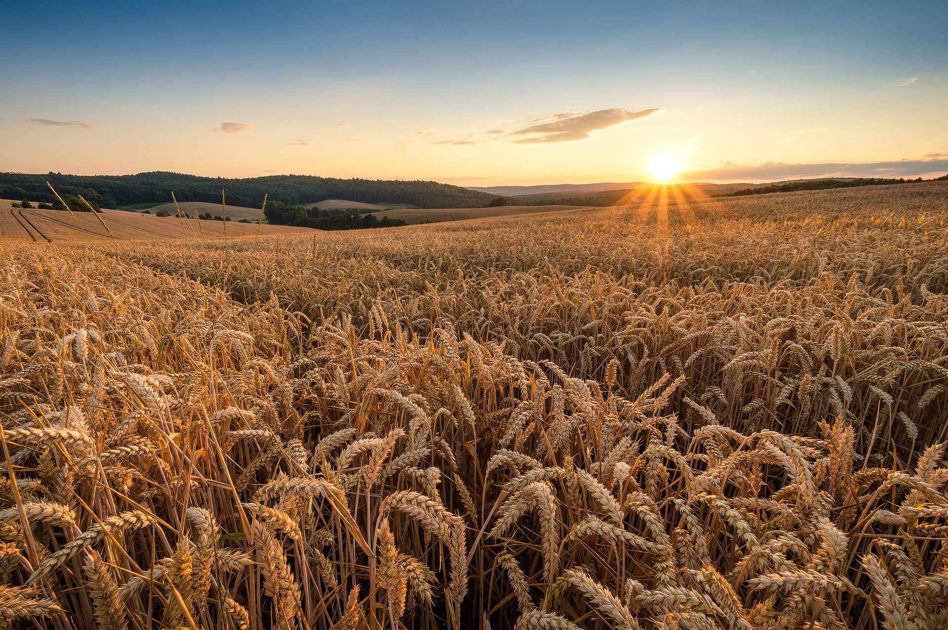 Летний рассвет над пшеничным полем