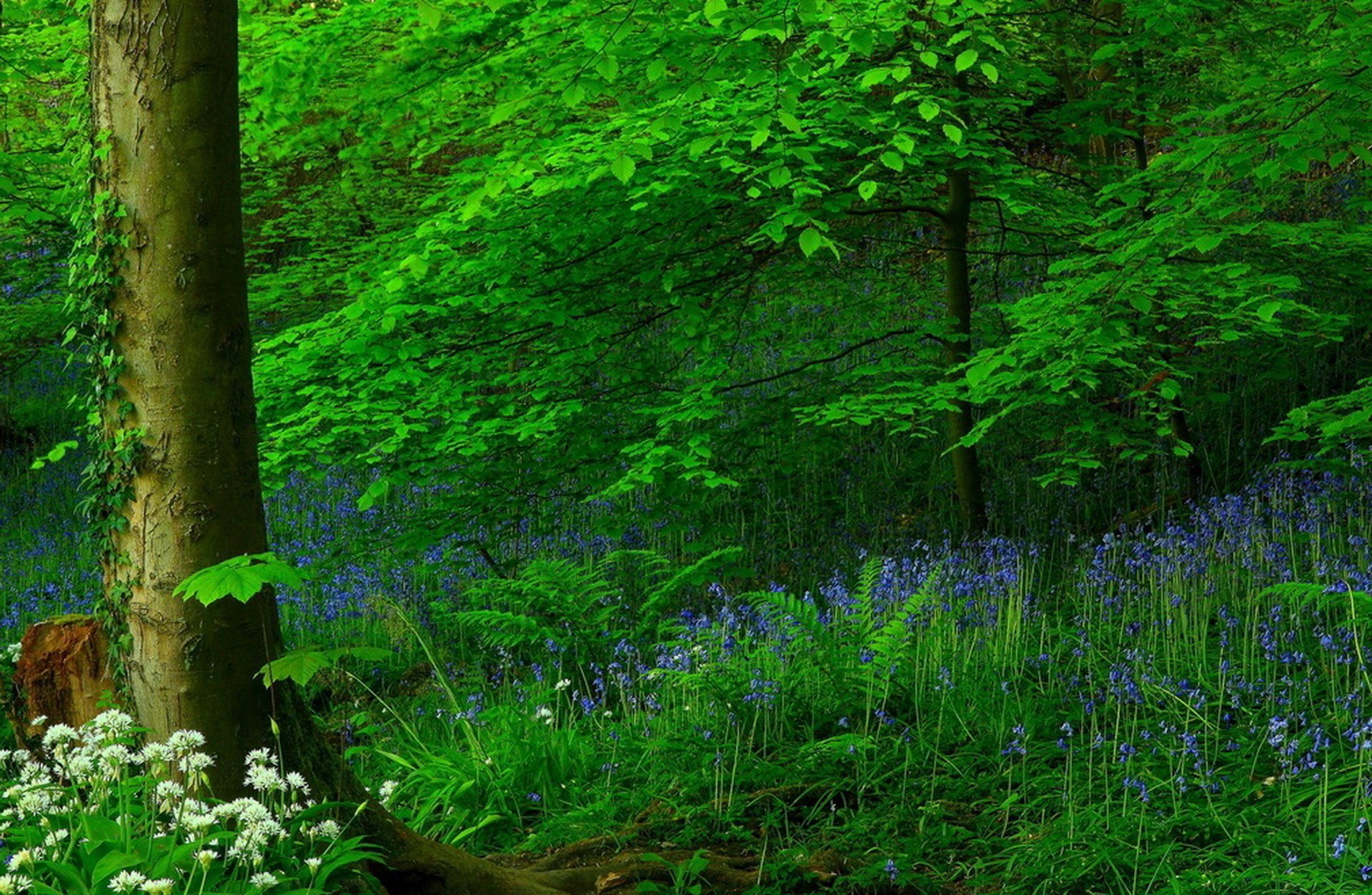 Картинка цветы в лесу. Красивые леса. Лесная растительность. Зеленый лес. Красивая природа лес.
