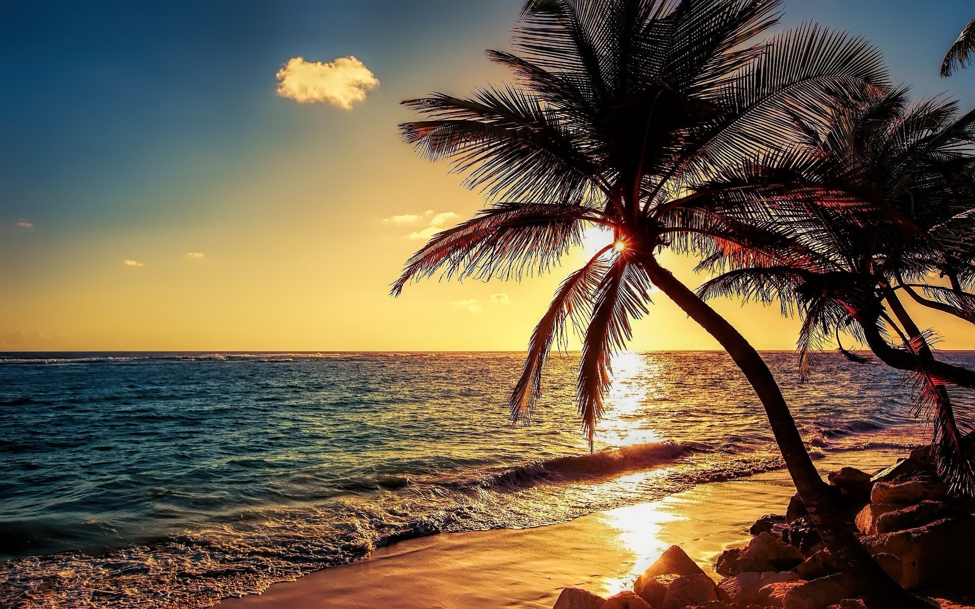 Высокие пальмы на берегу вечернего океана