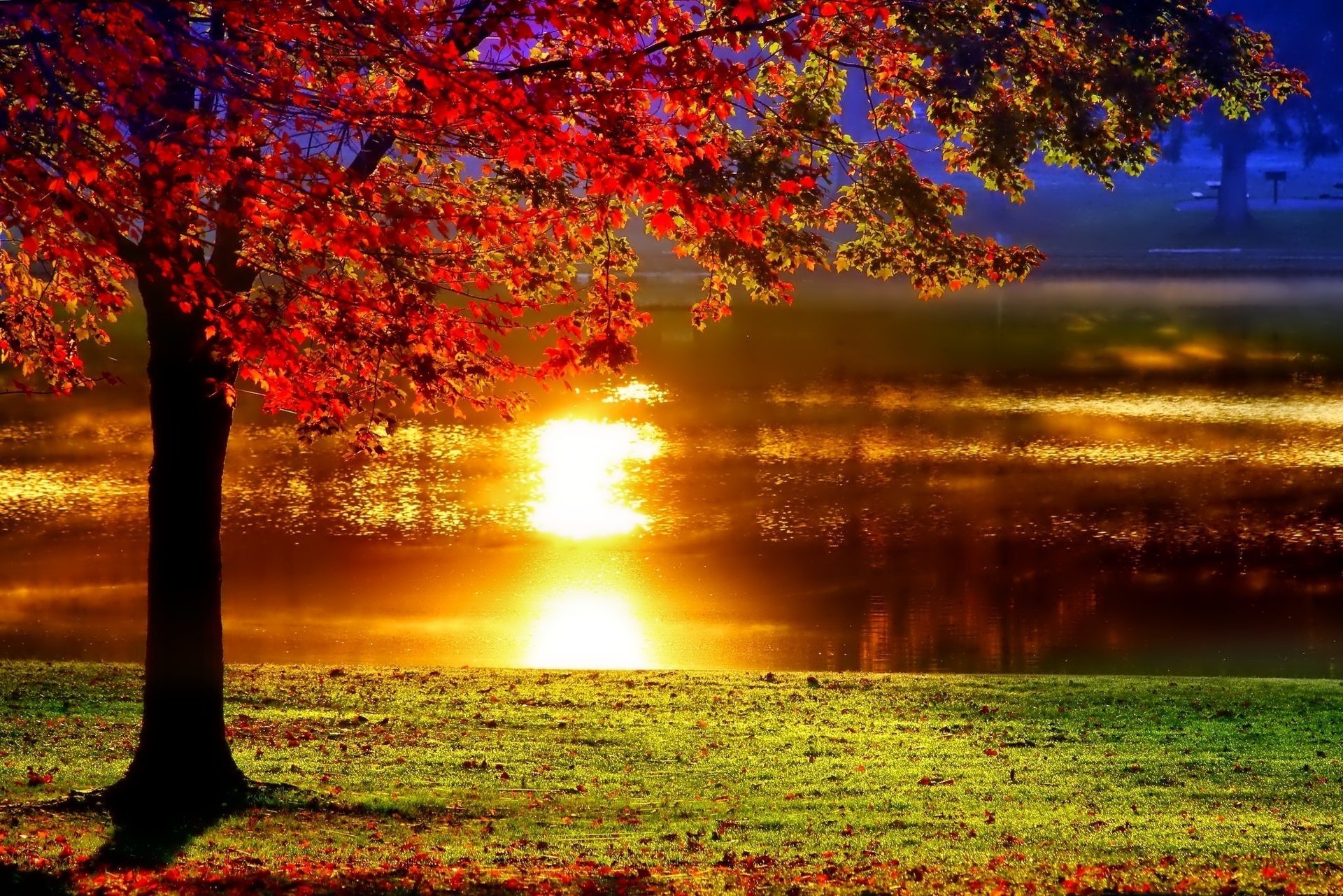 Отражение солнца в реке. Дерево заката