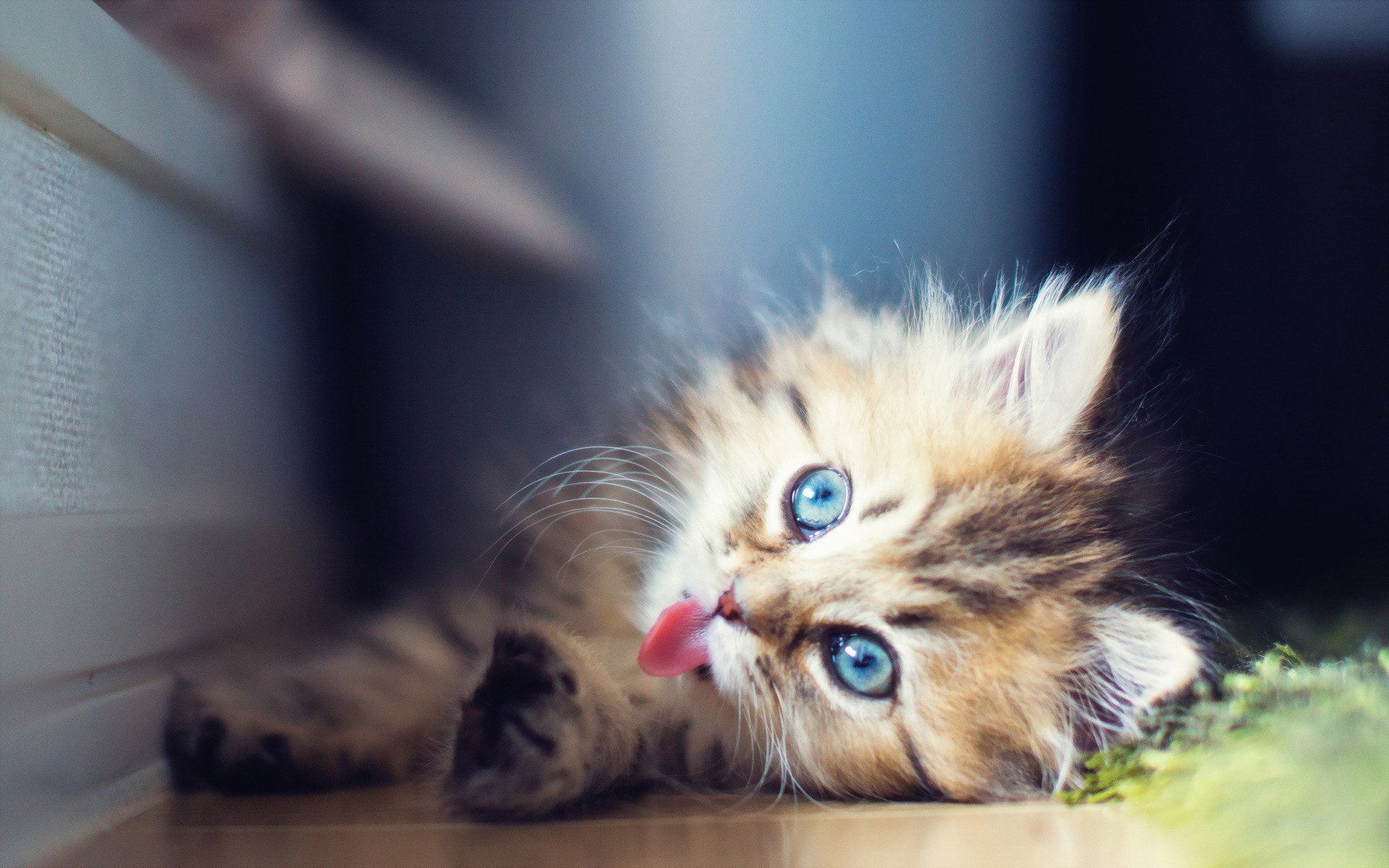 Колубоглазый котенок на полу. Котенок с языком. Пушистое чудо
