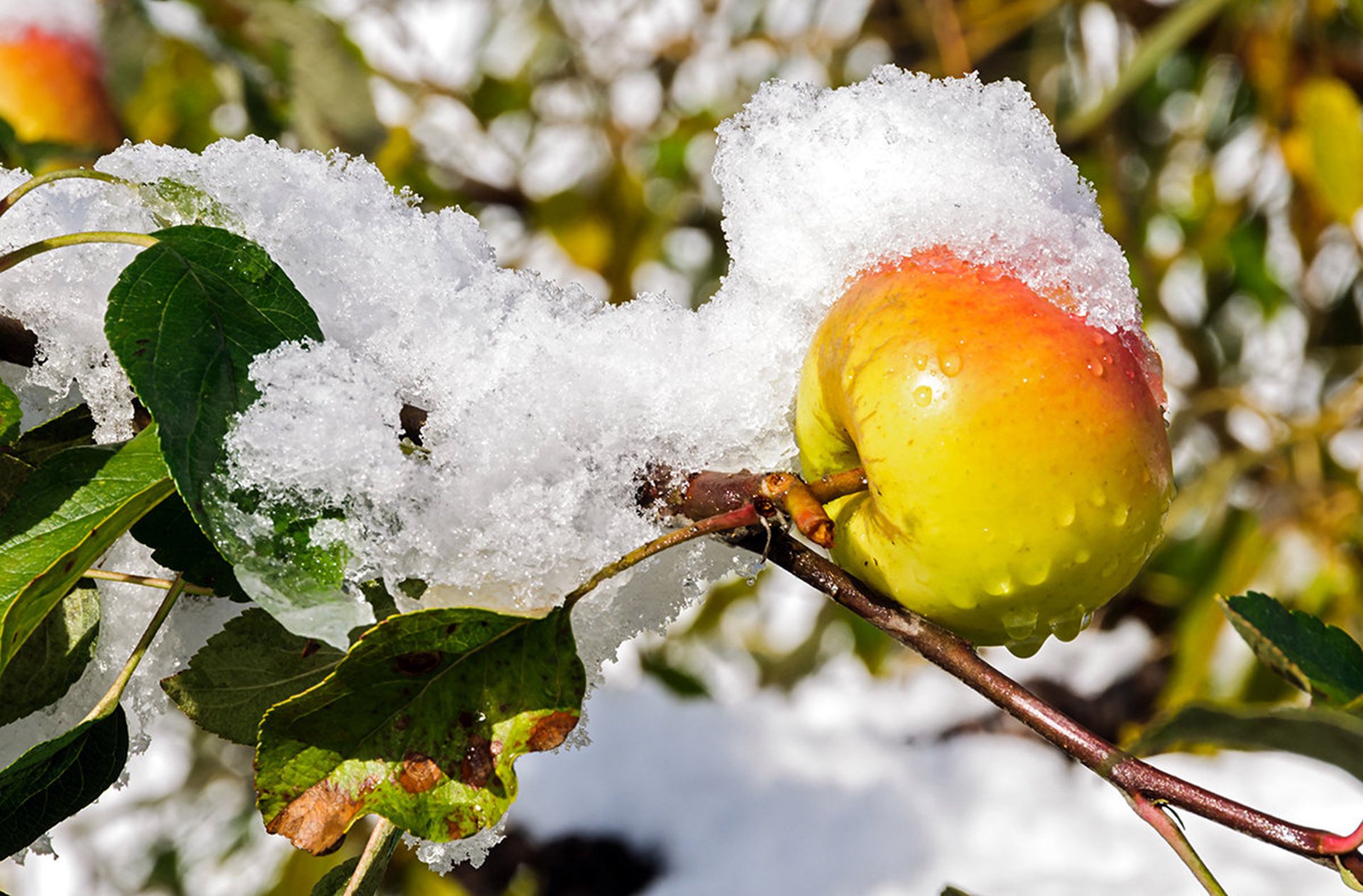 Тающий снег на яблоневой ветке