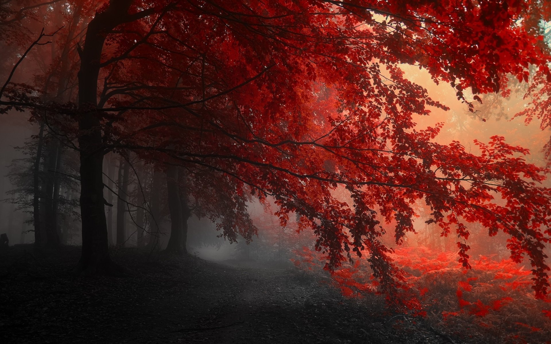 Осенний восход в лесу,. Чудеса природы