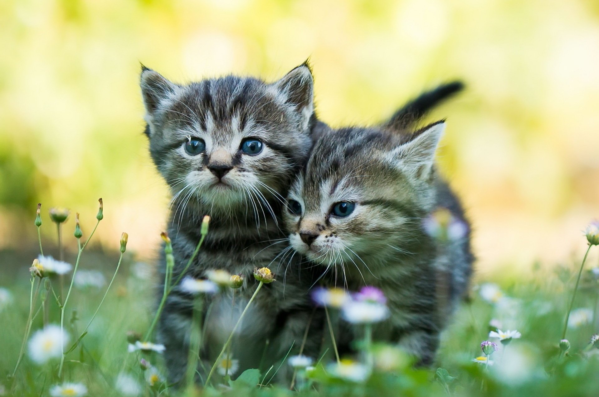 Милые котята на траве. Два серых котёнка. Полосатые малыши. Пушистики в траве