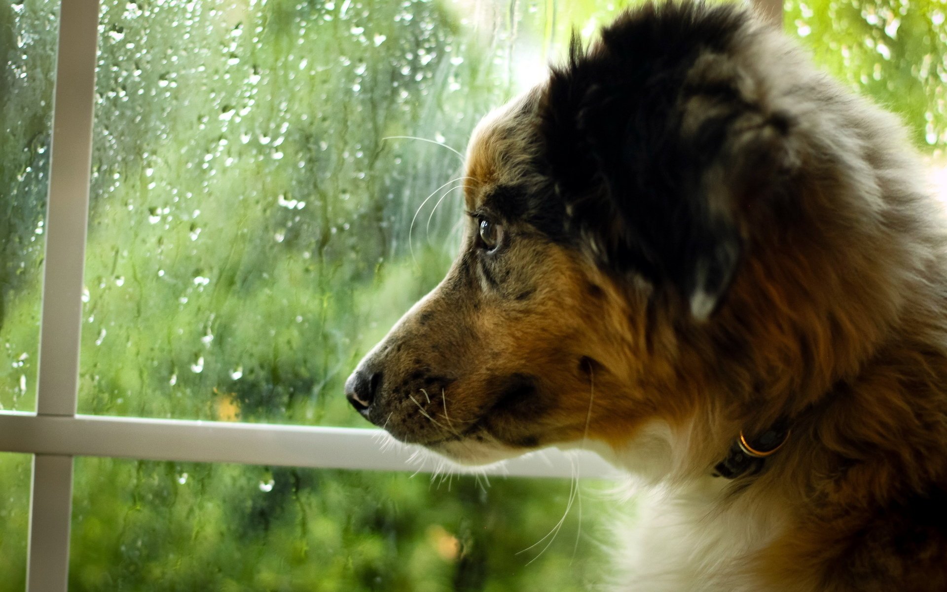 Одинокая собака тихо смотрит на дождь в окне
