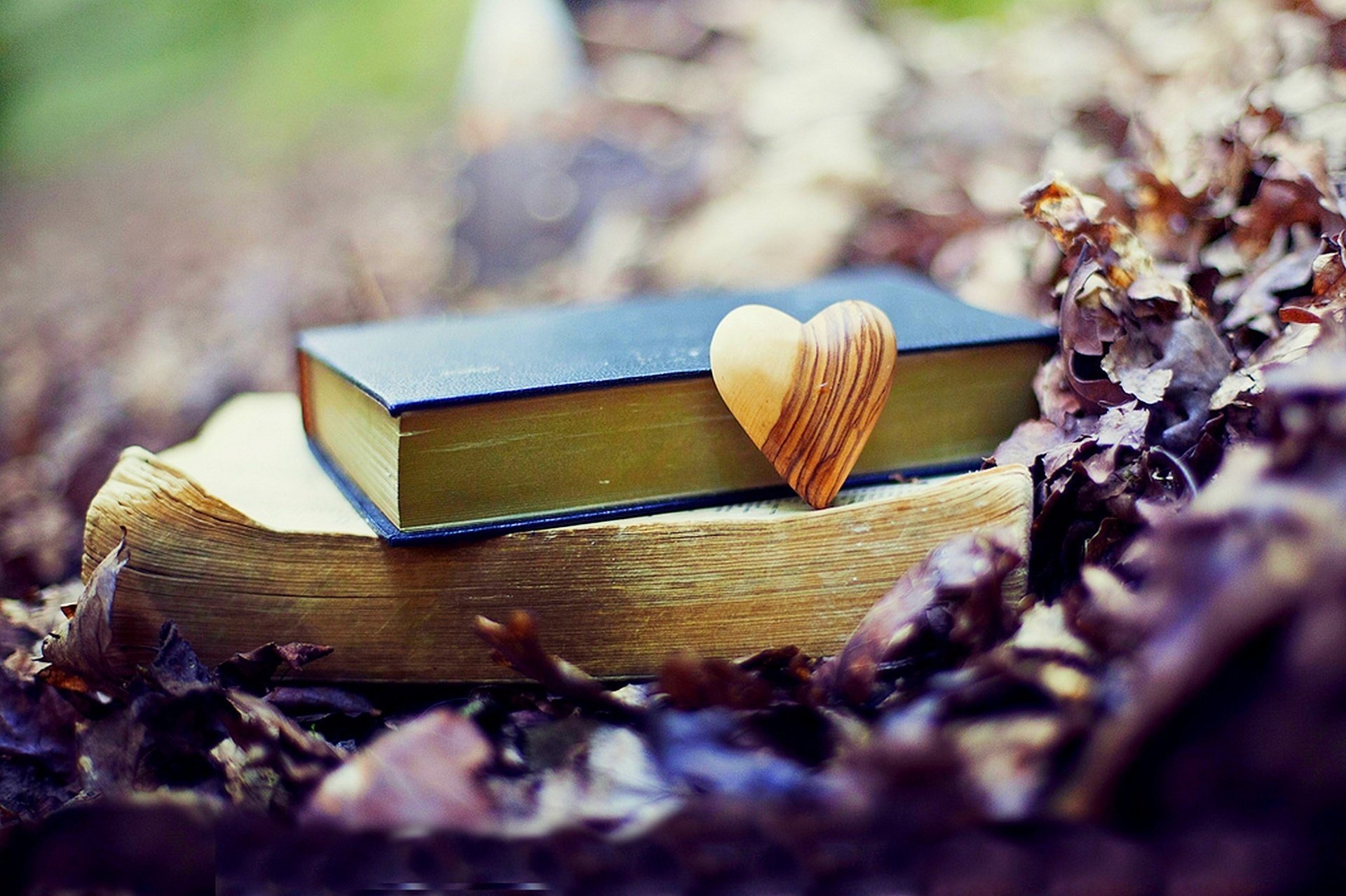 Books nature осень love forest