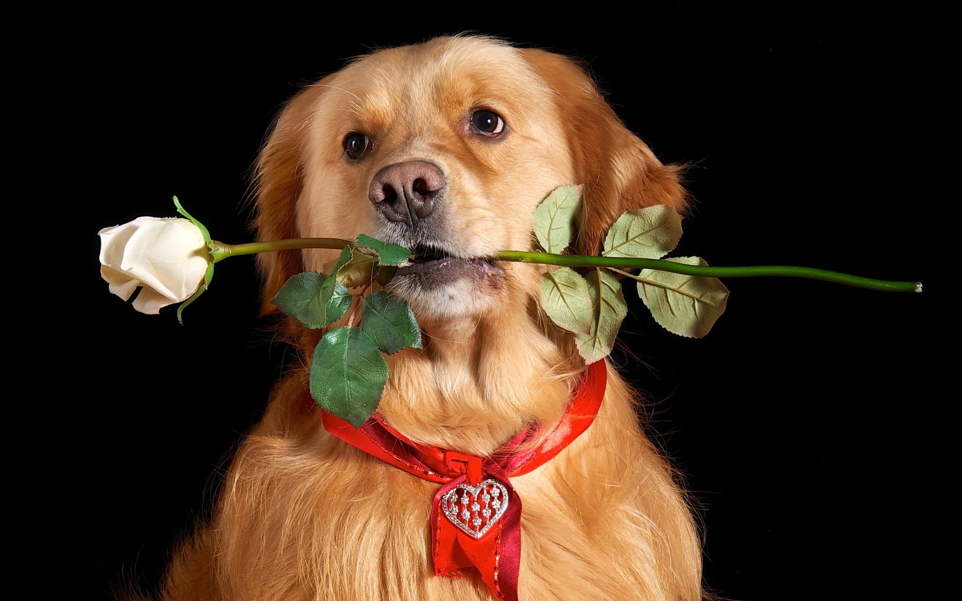 Золотистая собака несёт розу в зубах