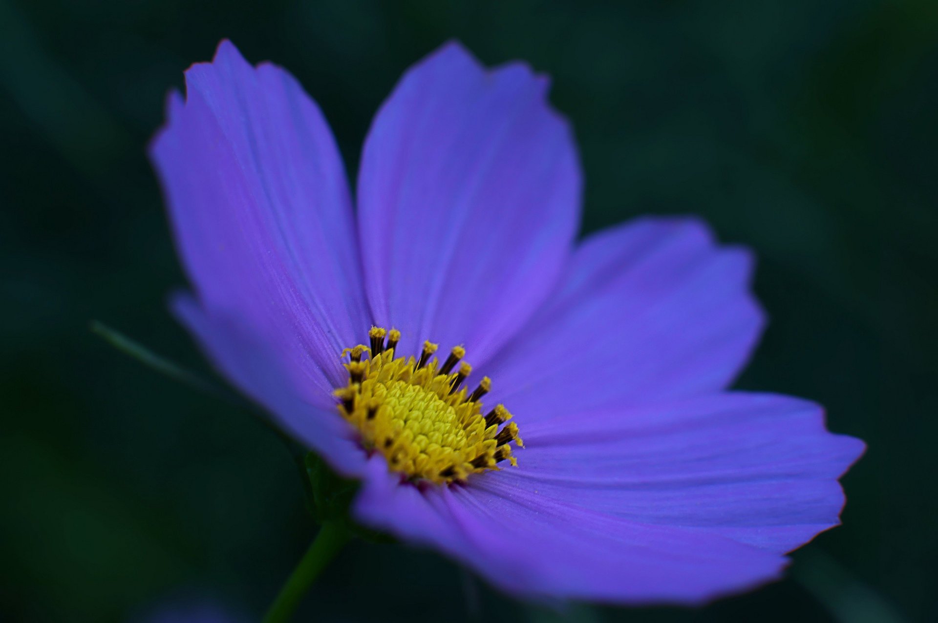 Сиреневый цветок космеи