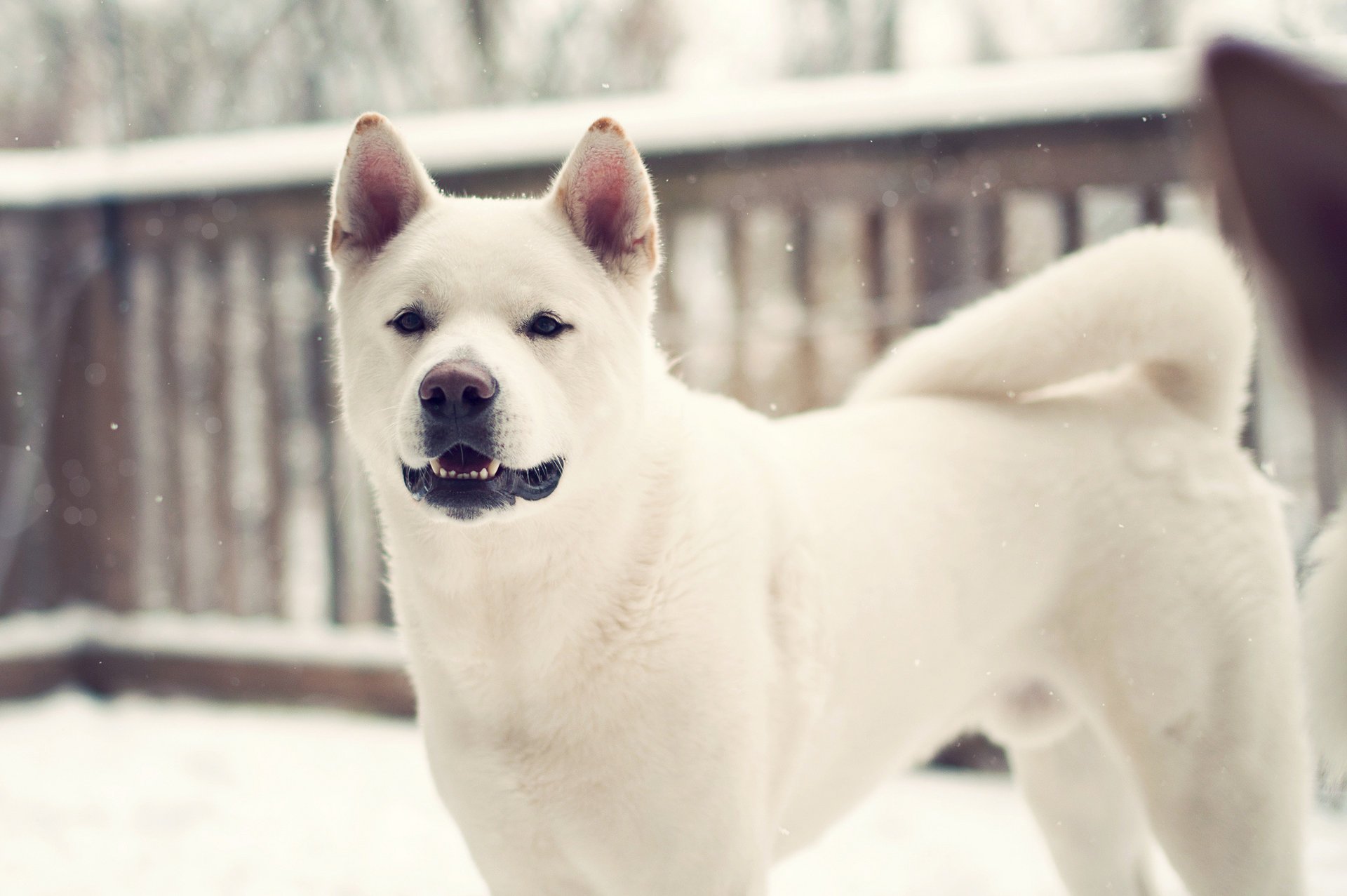 Собака лайка на белом снегу