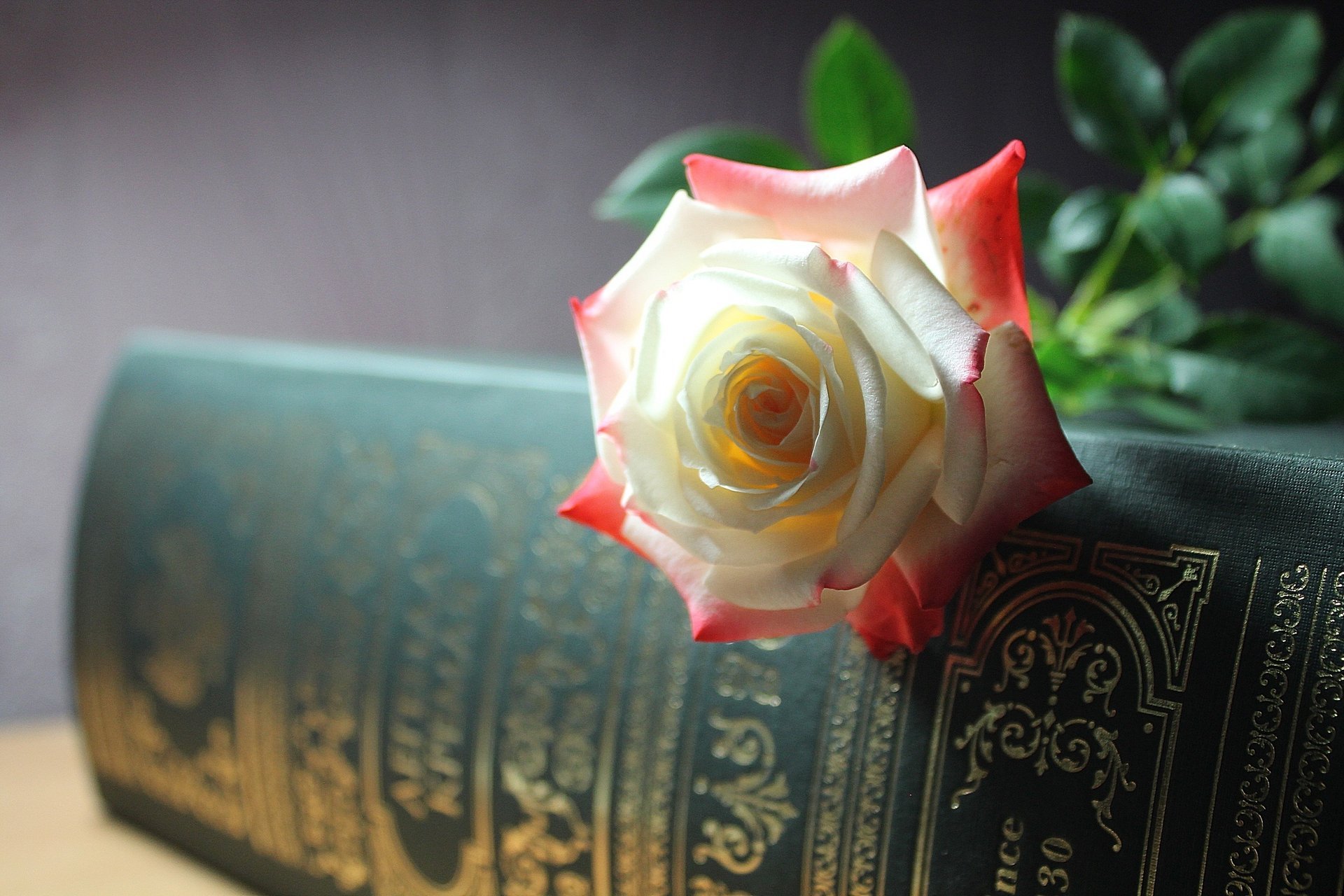 Бело-красная роза на книге