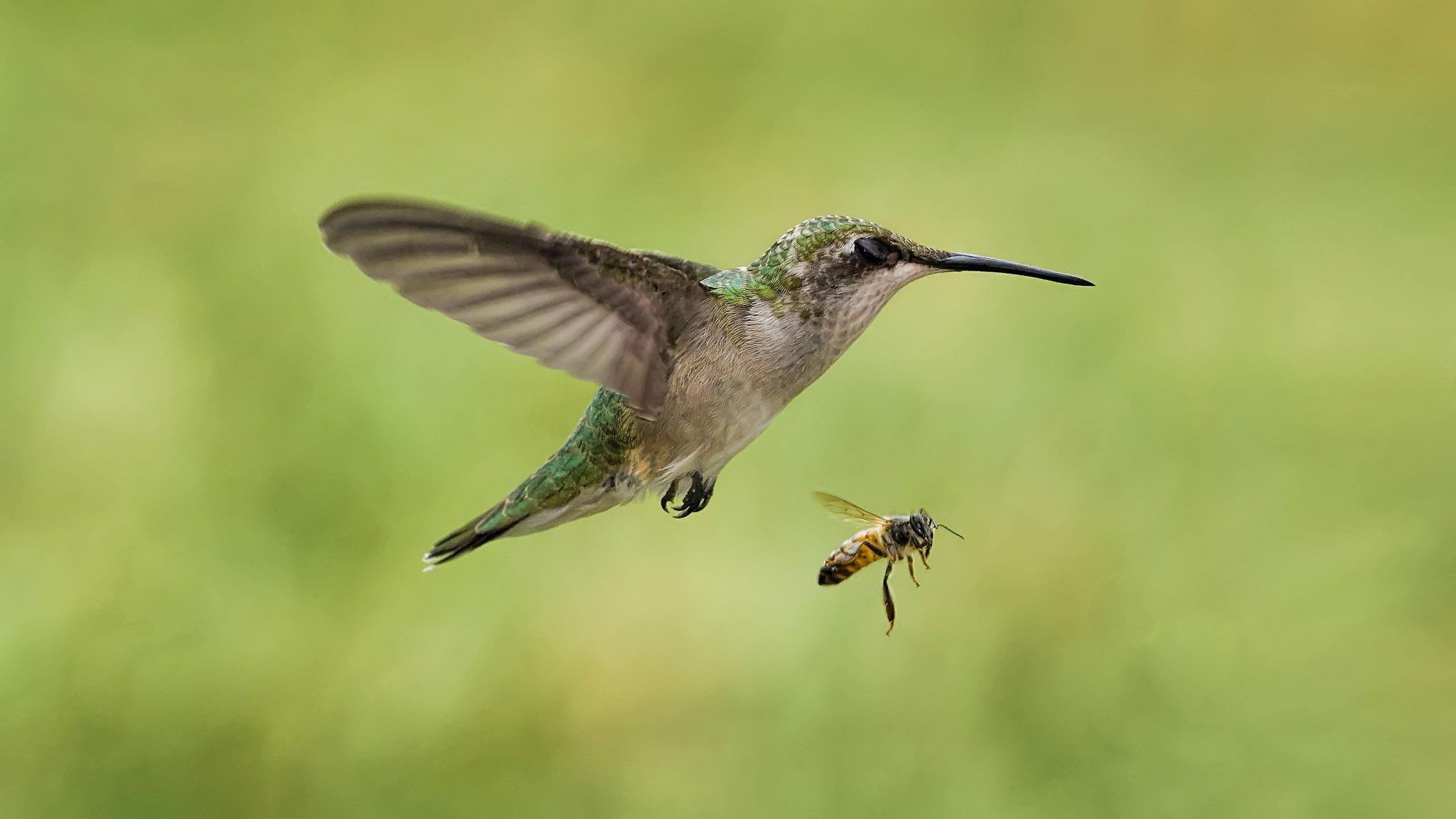 Сравнение размеров колибри и пчелы