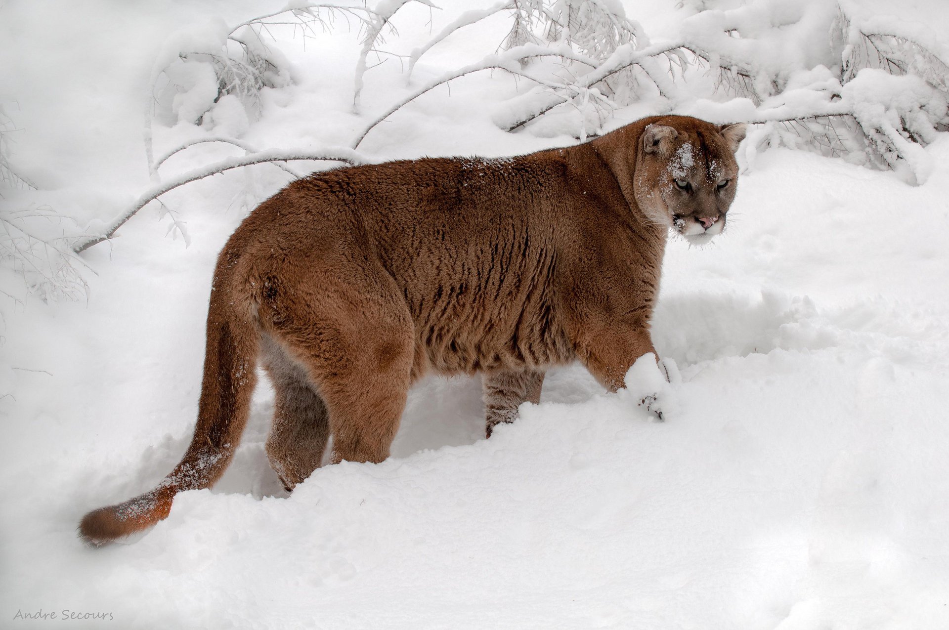 Красавиц горный лев в белоснежном снегу в лесу