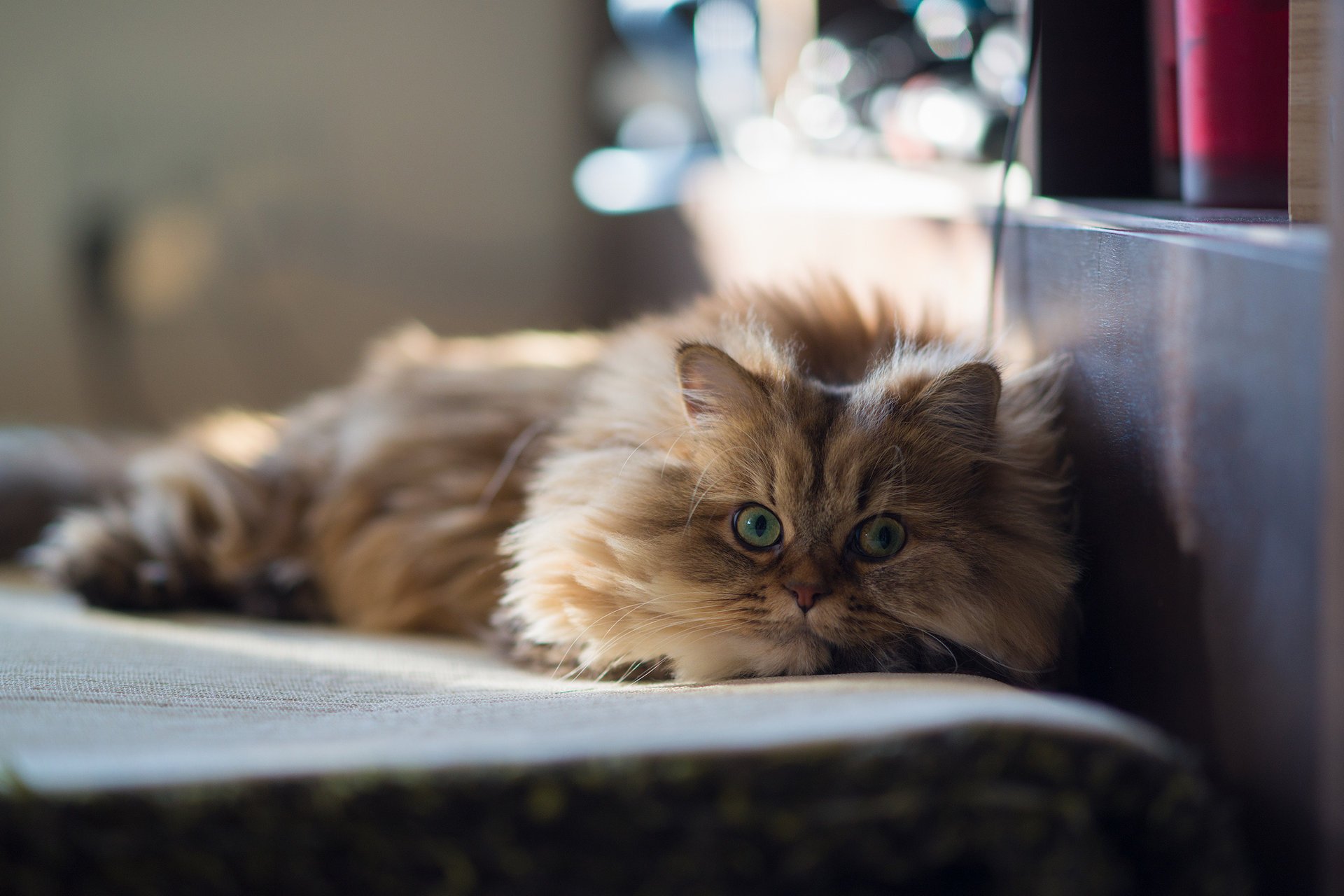 Ласковый кот в доме на лежаке