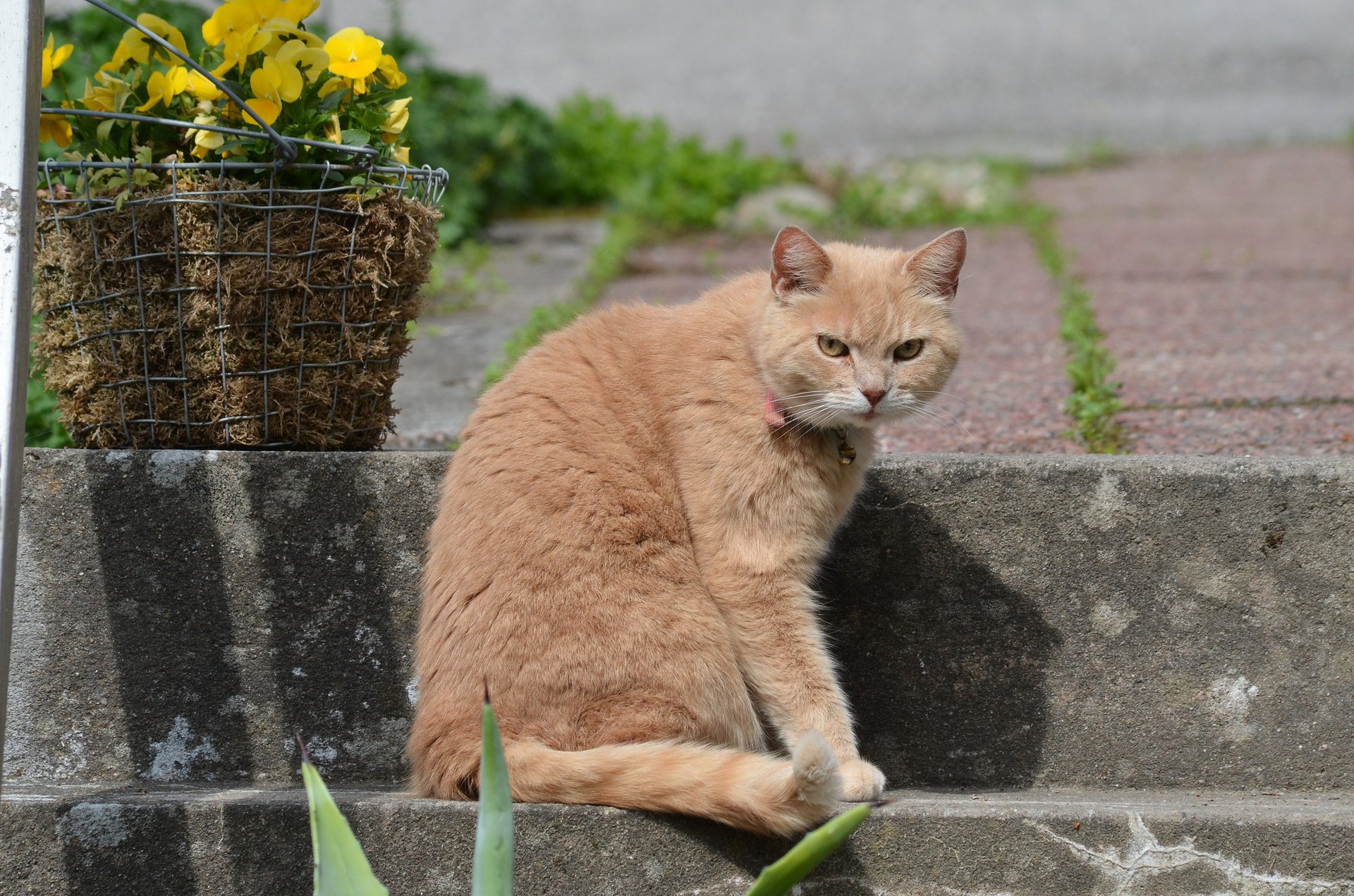 Рыжий кот на ступени с корзиной цветов