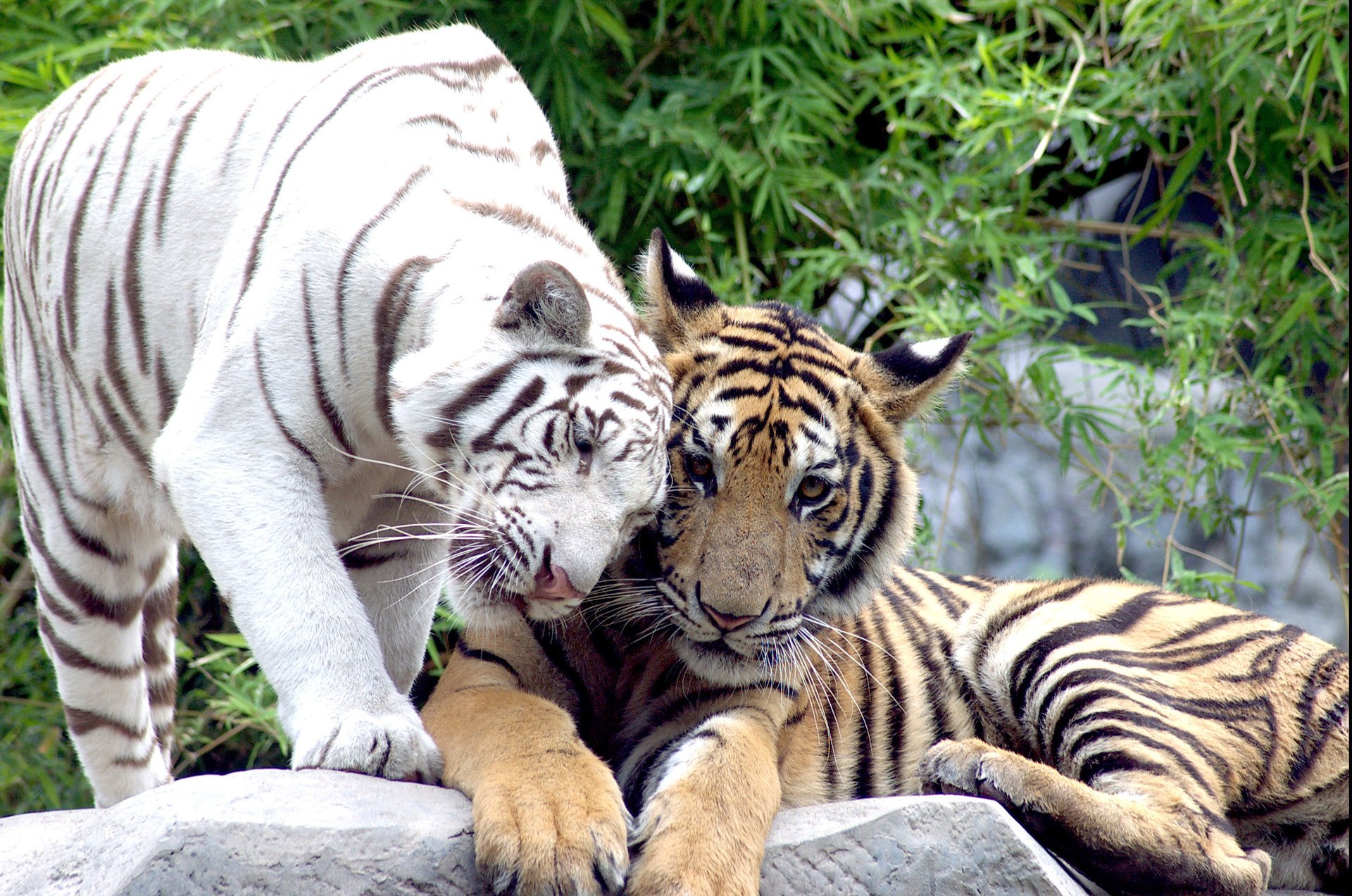Тигр альбинос ластится к другому тигру
