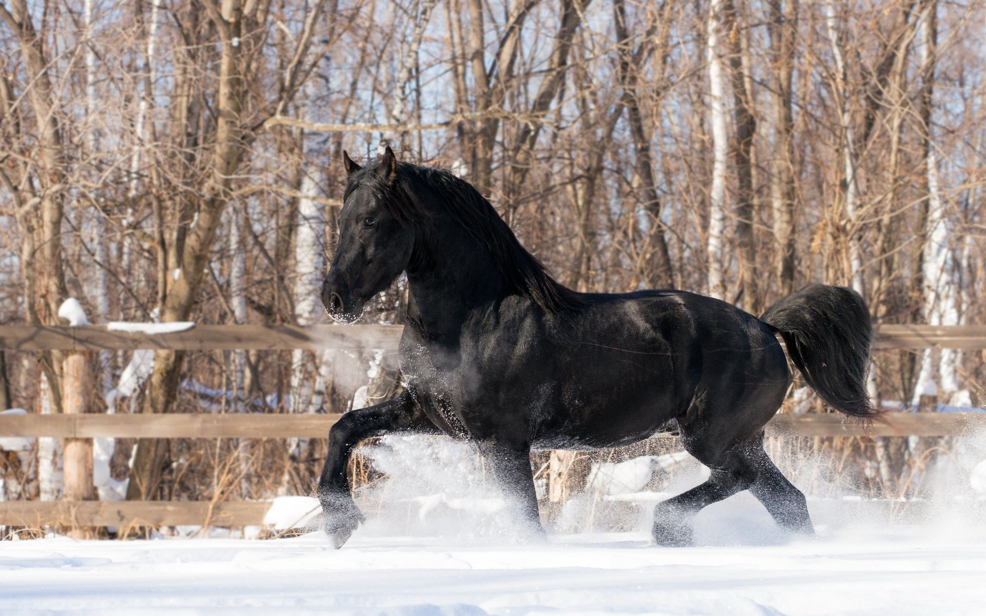 Чёрный конь бежит по снегу