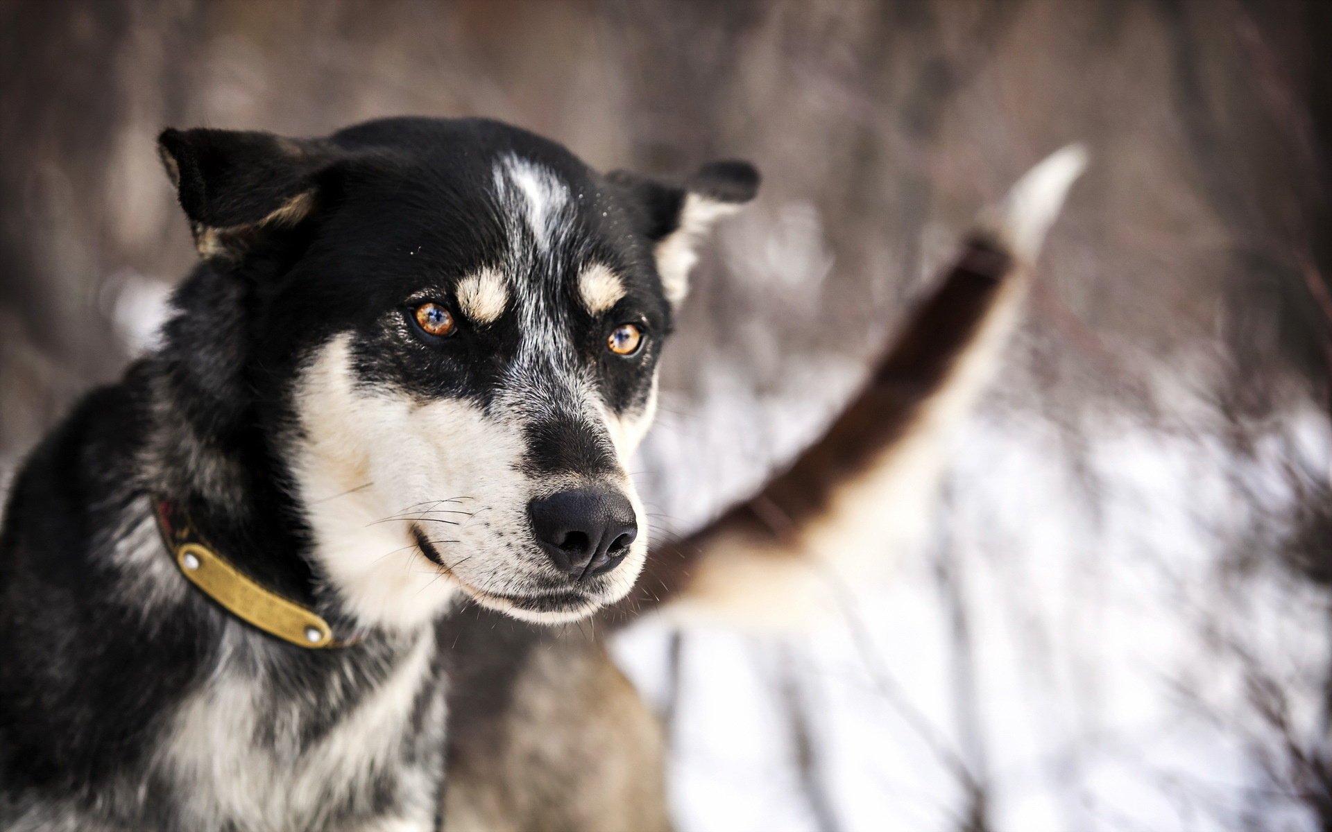 Собака с дружелюбным взглядом на зимнем фоне