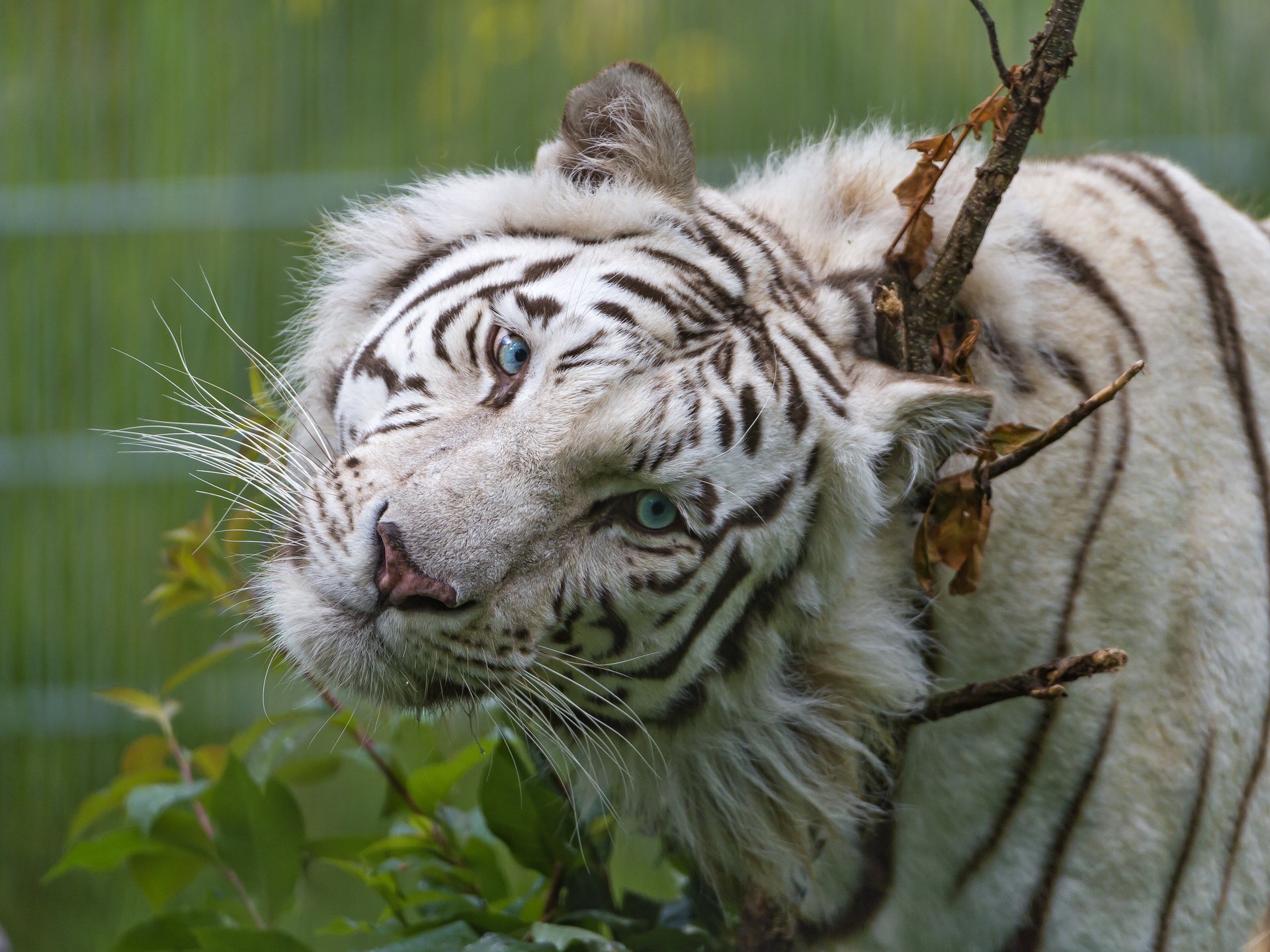 Голубоглазый белый тигр с милым взглядом