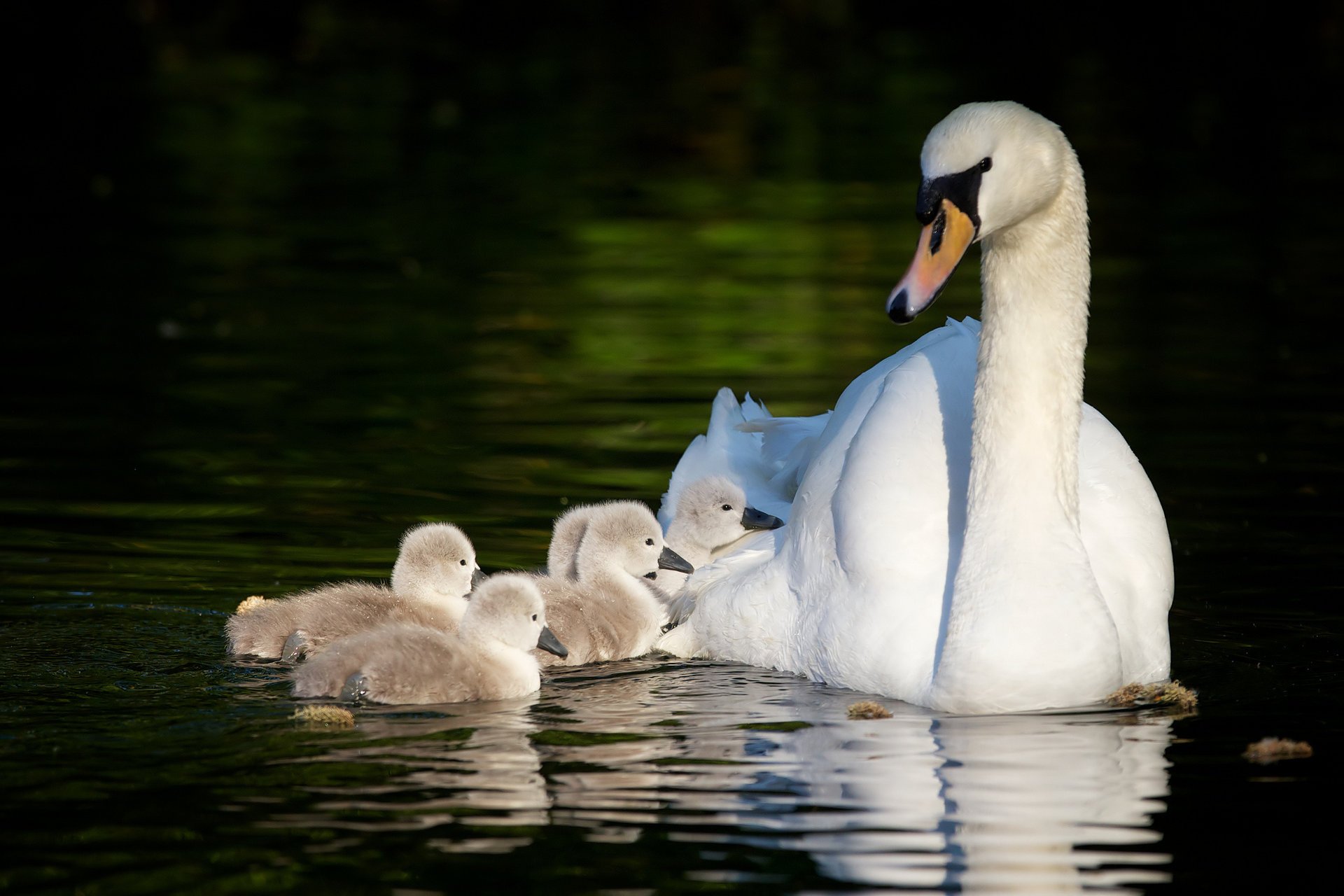 Мама-лебедь плывёт в пруду с детками