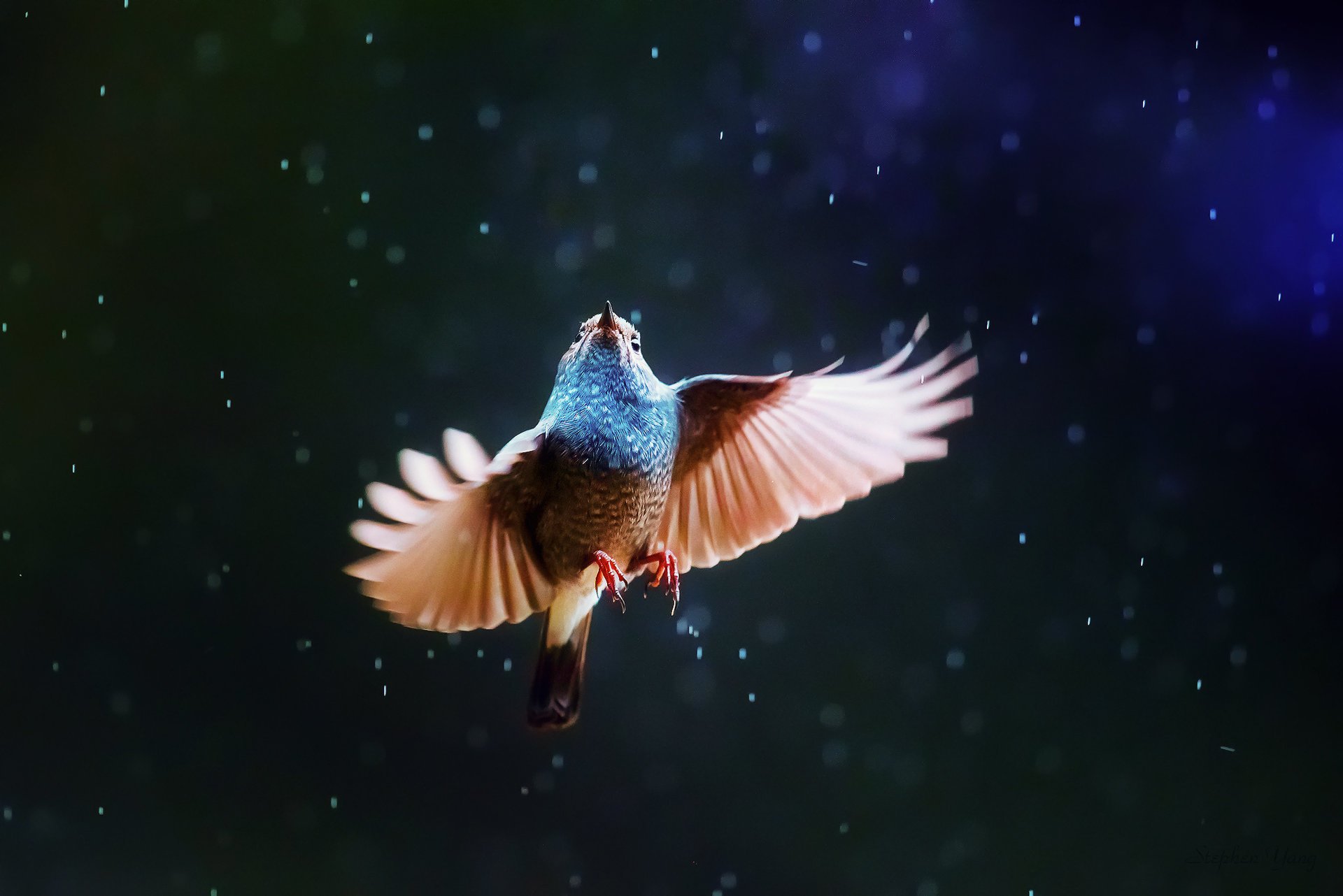 Яркая птичка летим в небе под дождём