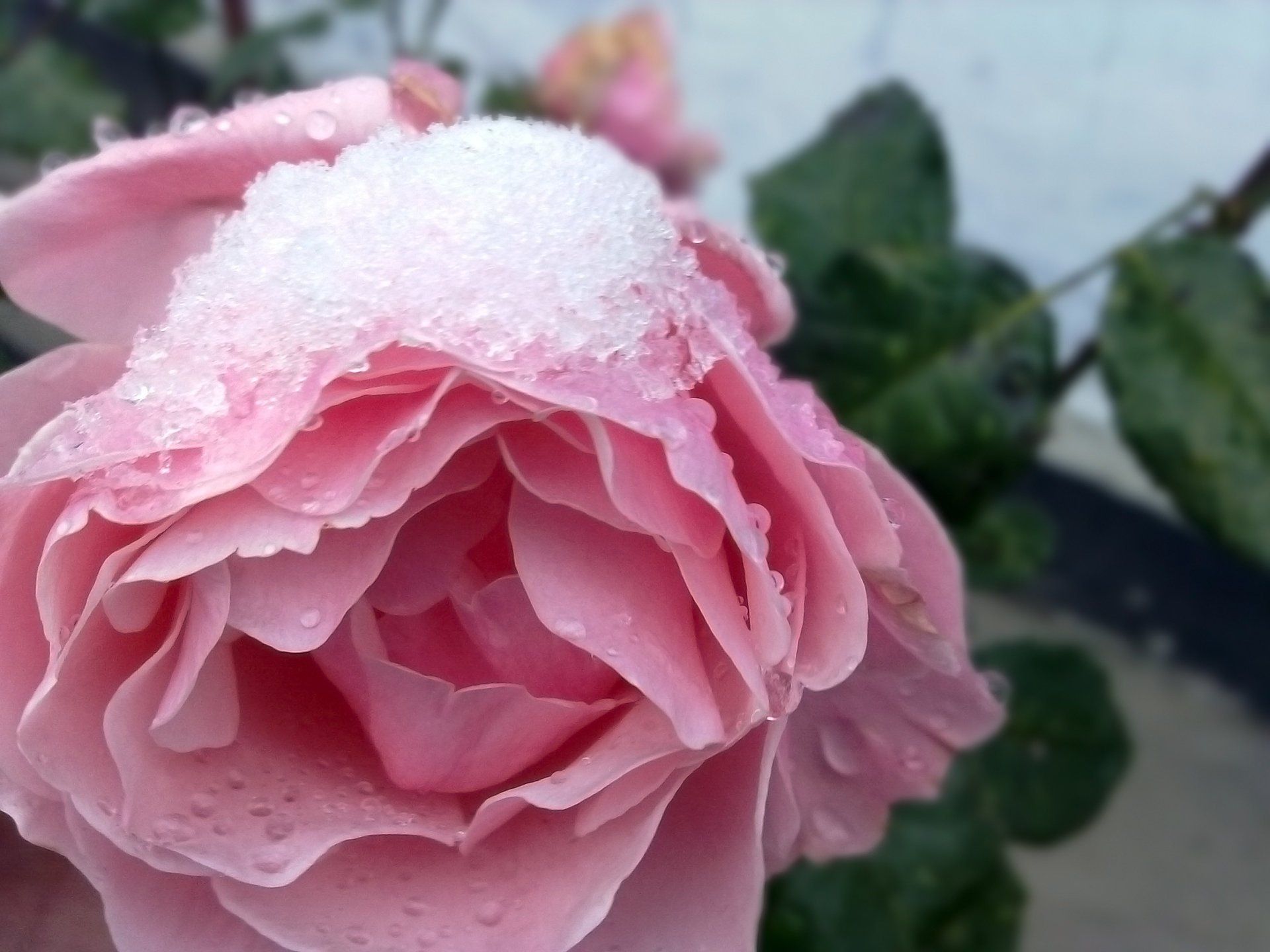 Розовый бутон розы под снегом