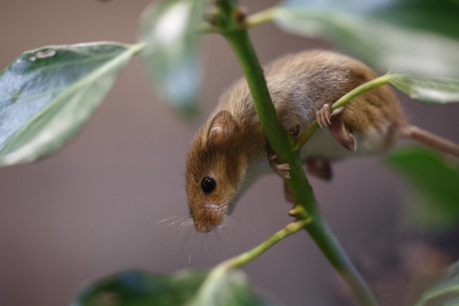 Мышь полвека ползёт по веткам и листья растения