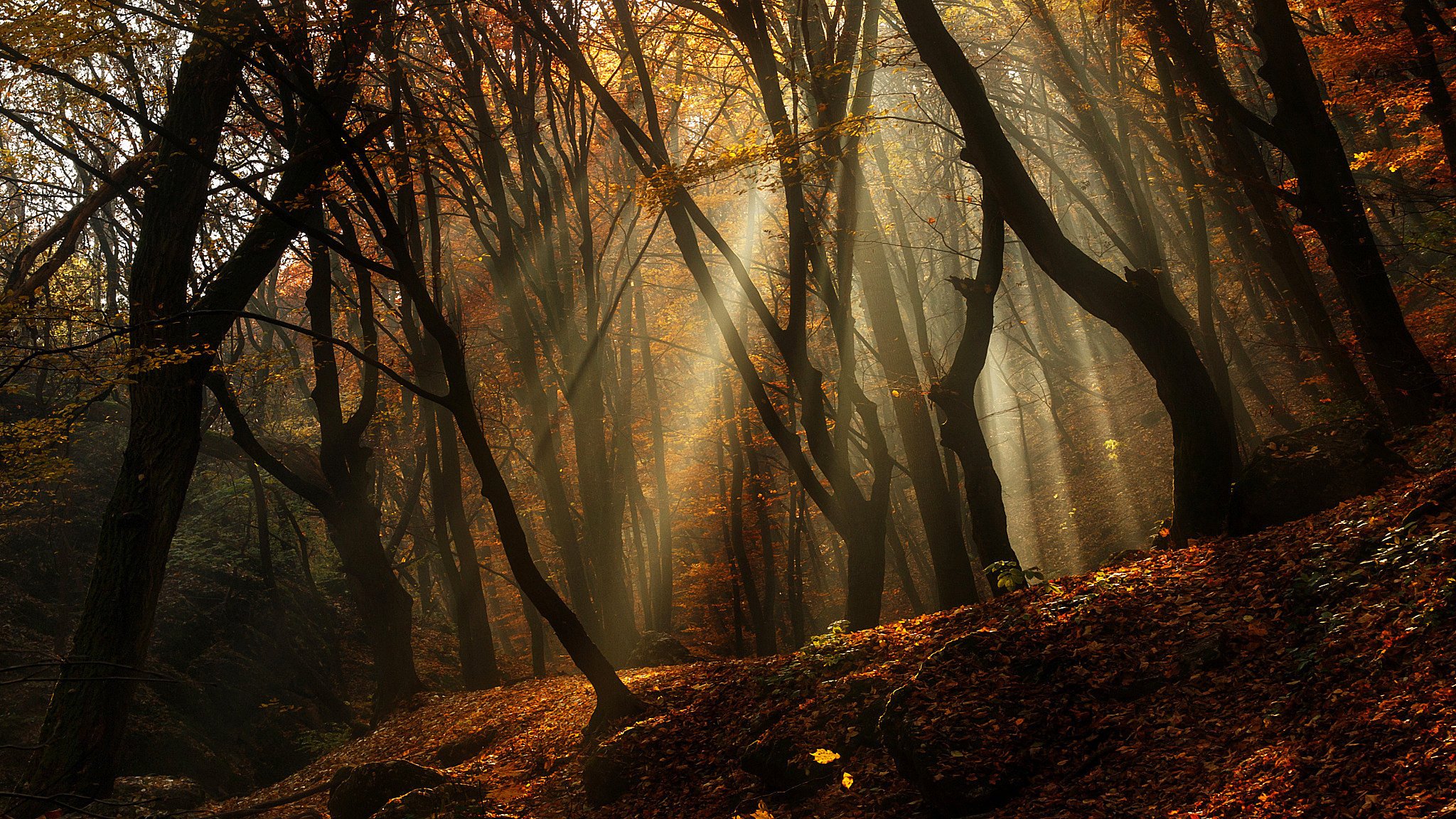 Дремучий лес просыпается. Осенний восход