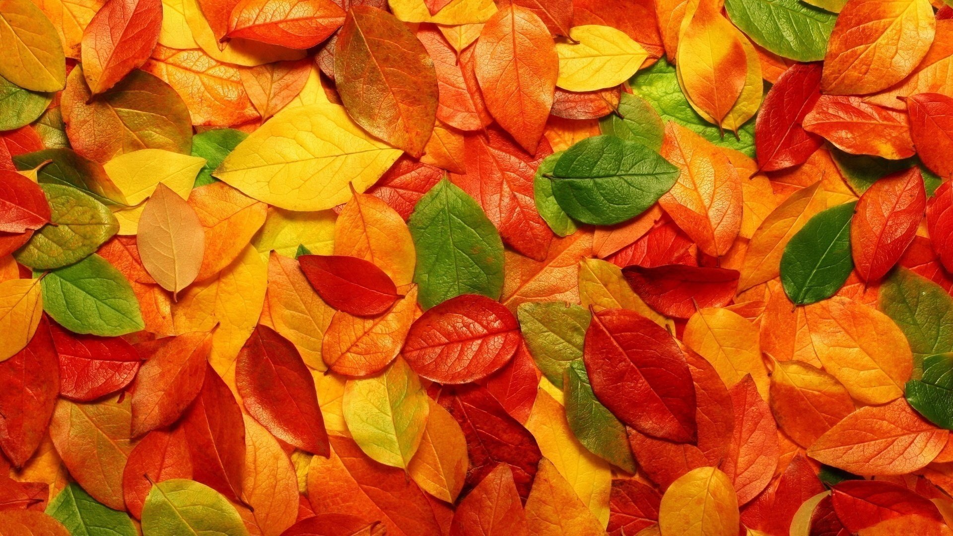 Разноцветные яркие осенние листочки