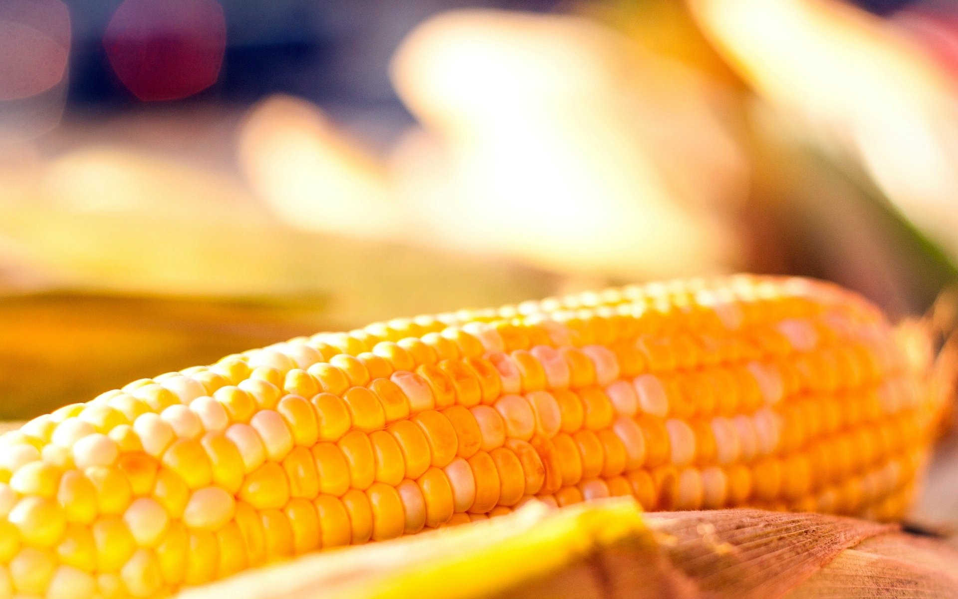Кукуруза зерна початок Corn grain the cob бесплатно
