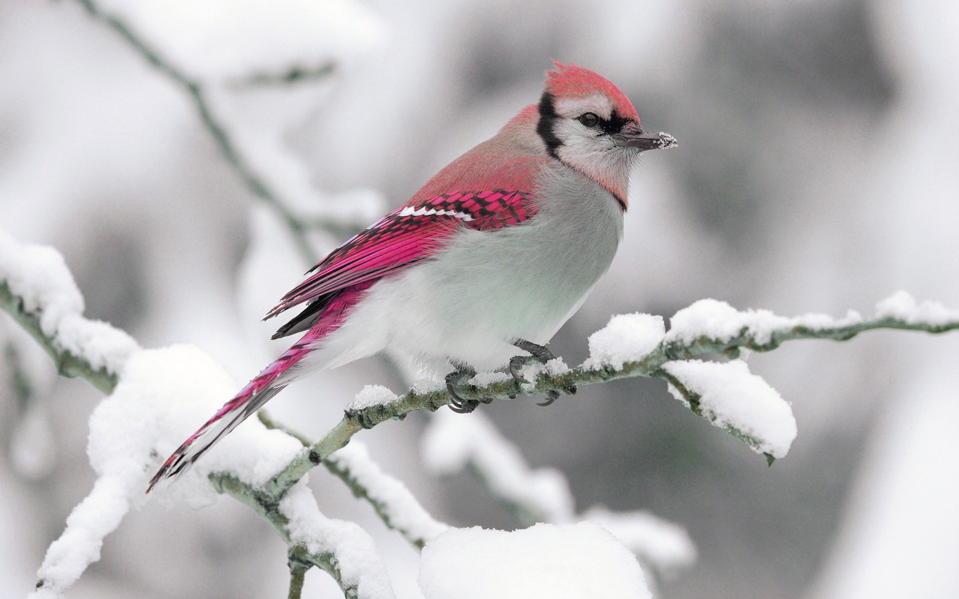 природа животные птицы деревья зима снег загрузить