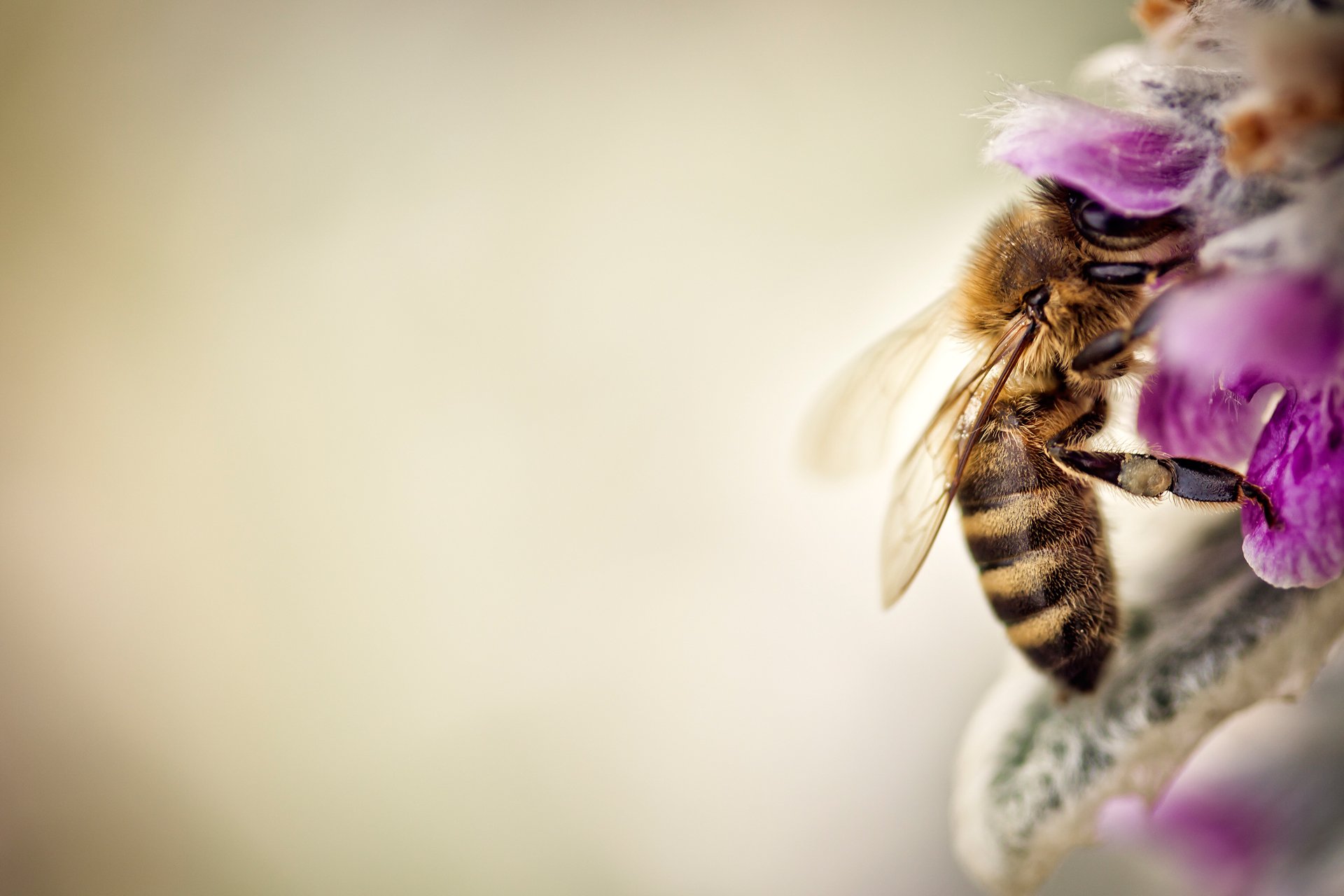 Пчела на цветке сирени бесплатно