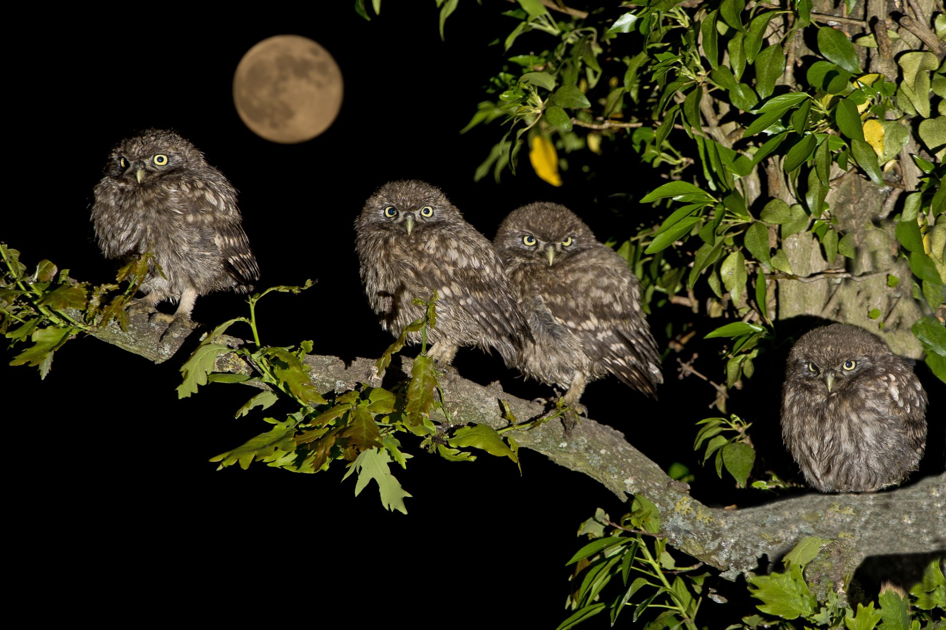 ночь луна ветка птицы птенцы домовые сычи семейство