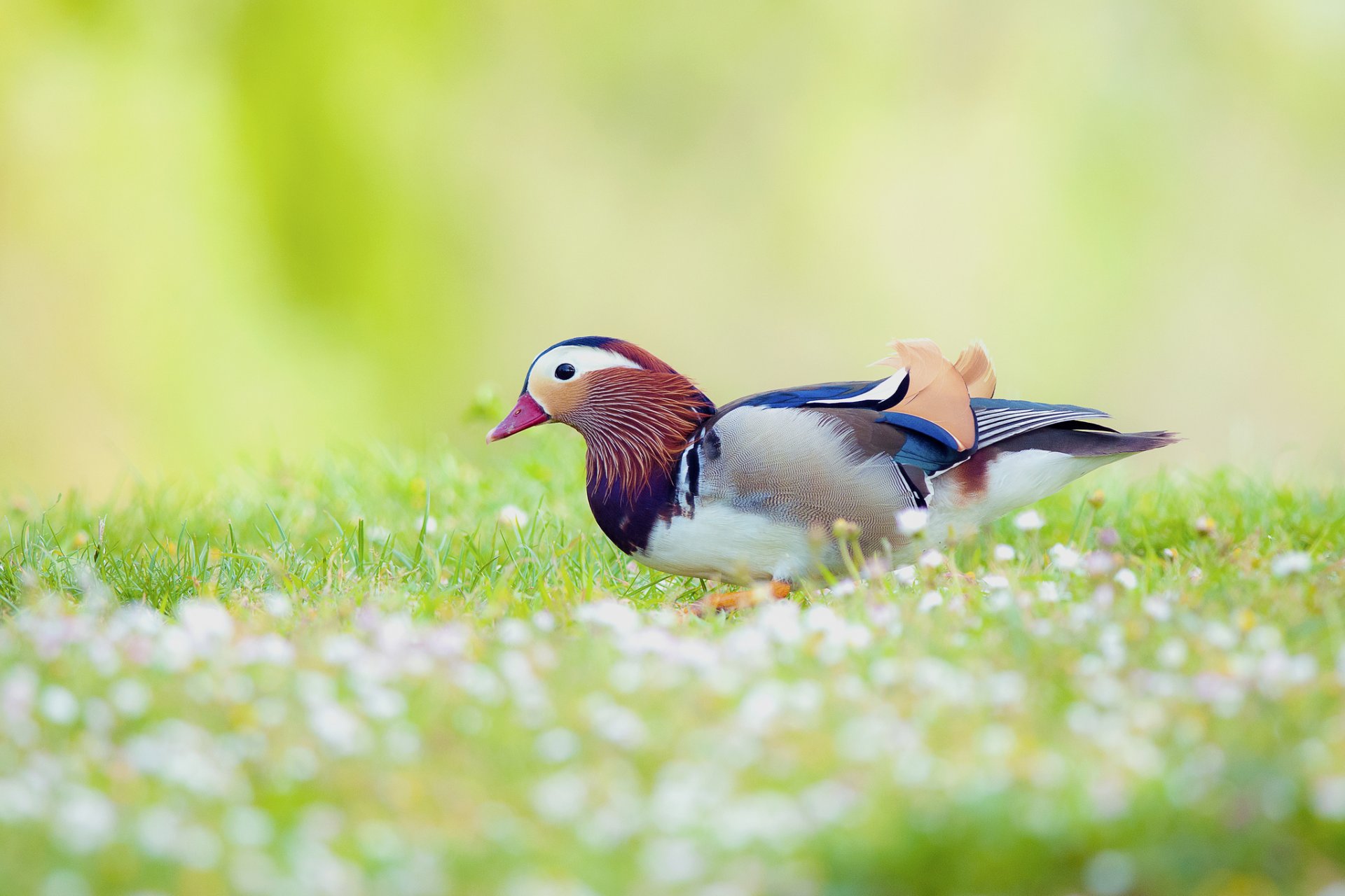 Птичка на травинке скачать