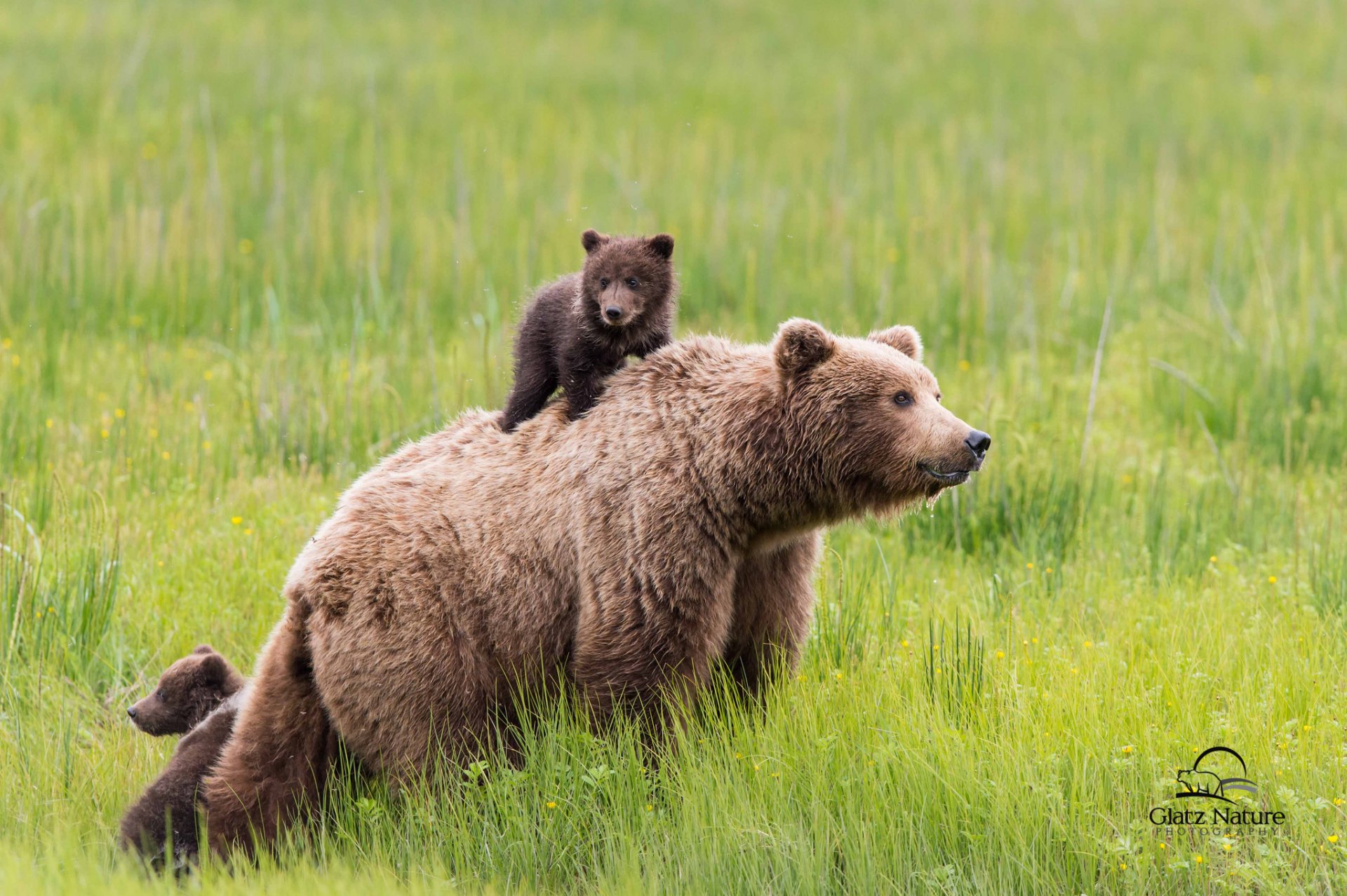 Бурый медведь с медвежатами