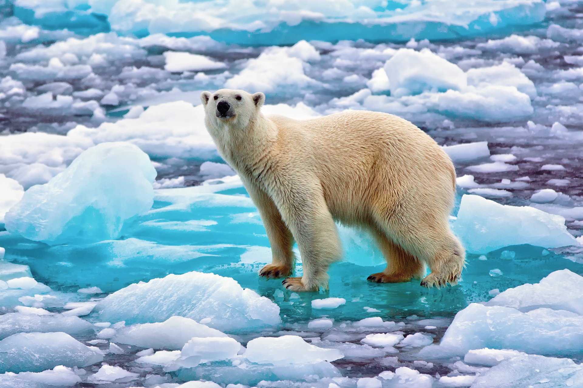 Белые медведи на льдинке загрузить