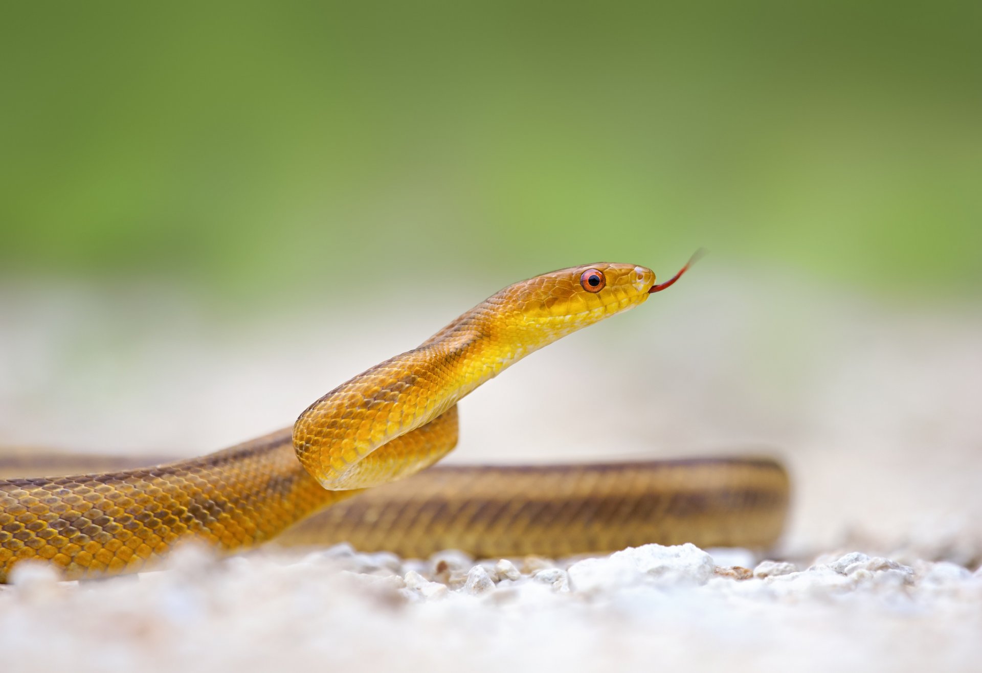 природа животные змея желтая бесплатно