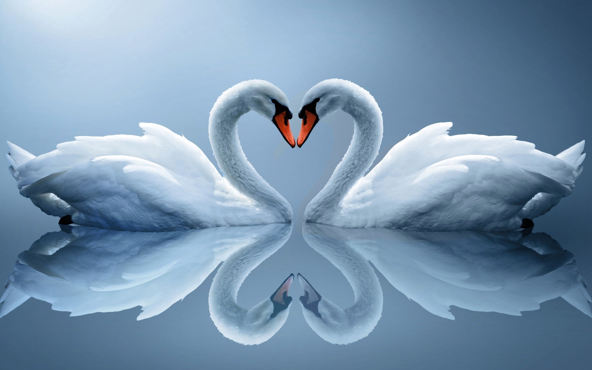 белые лебеди пара сердце отражение