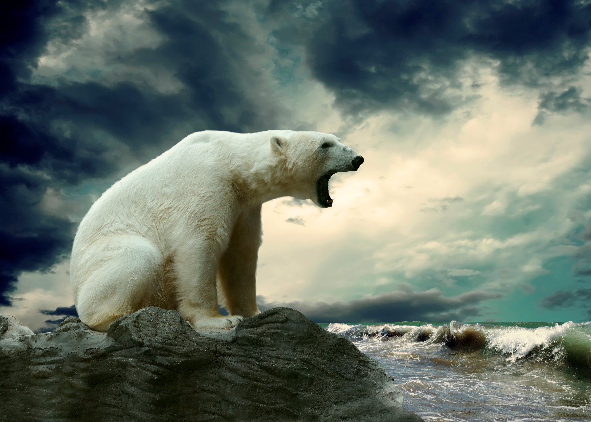 белый медведь камень море волны