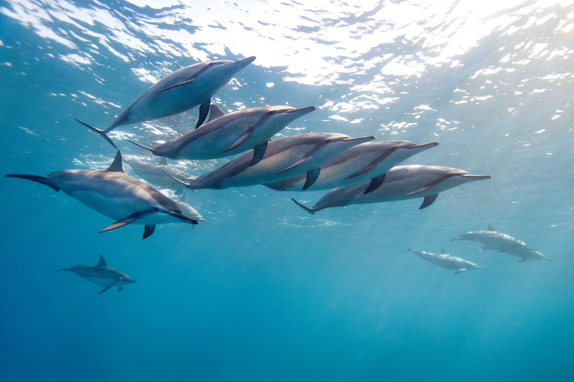 длинноносый дельфин малоголовый продельфин длиноклювая стенелла тропический дельфин гаваи океан вода стая джеймс скотт рд фотография
