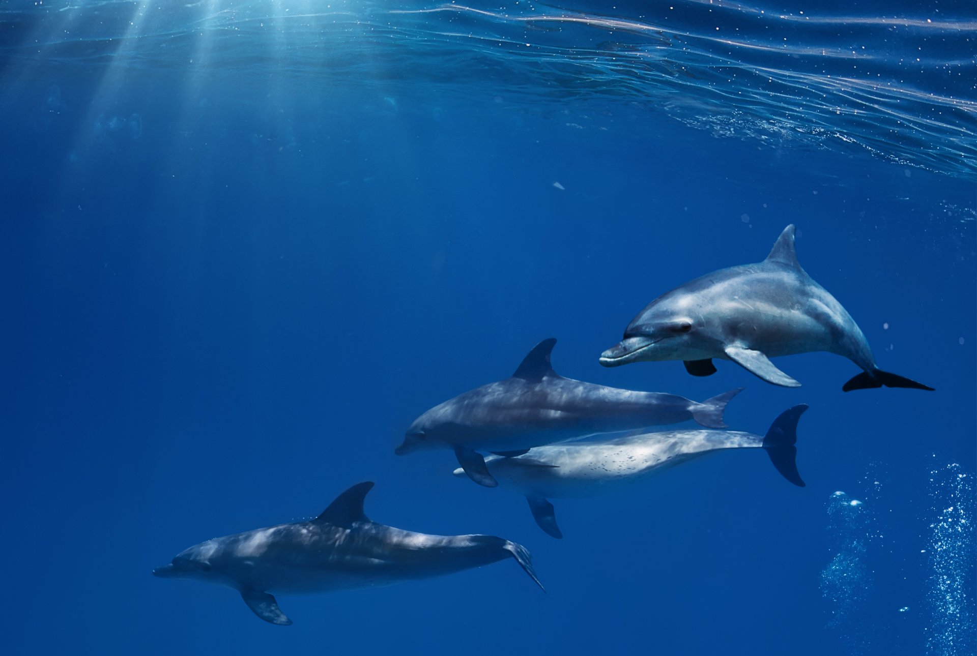 Беломордый Дельфин стая